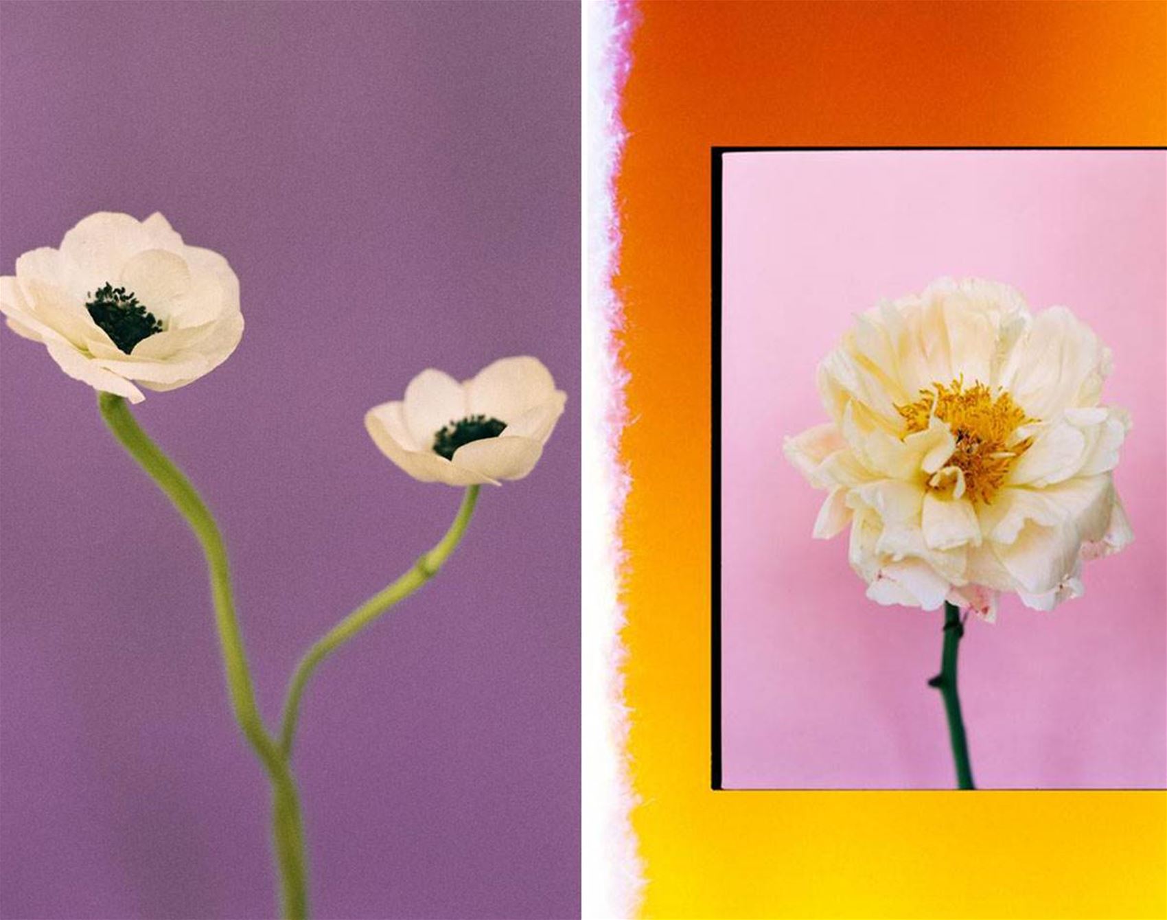 paula codoner’s calming floral photos