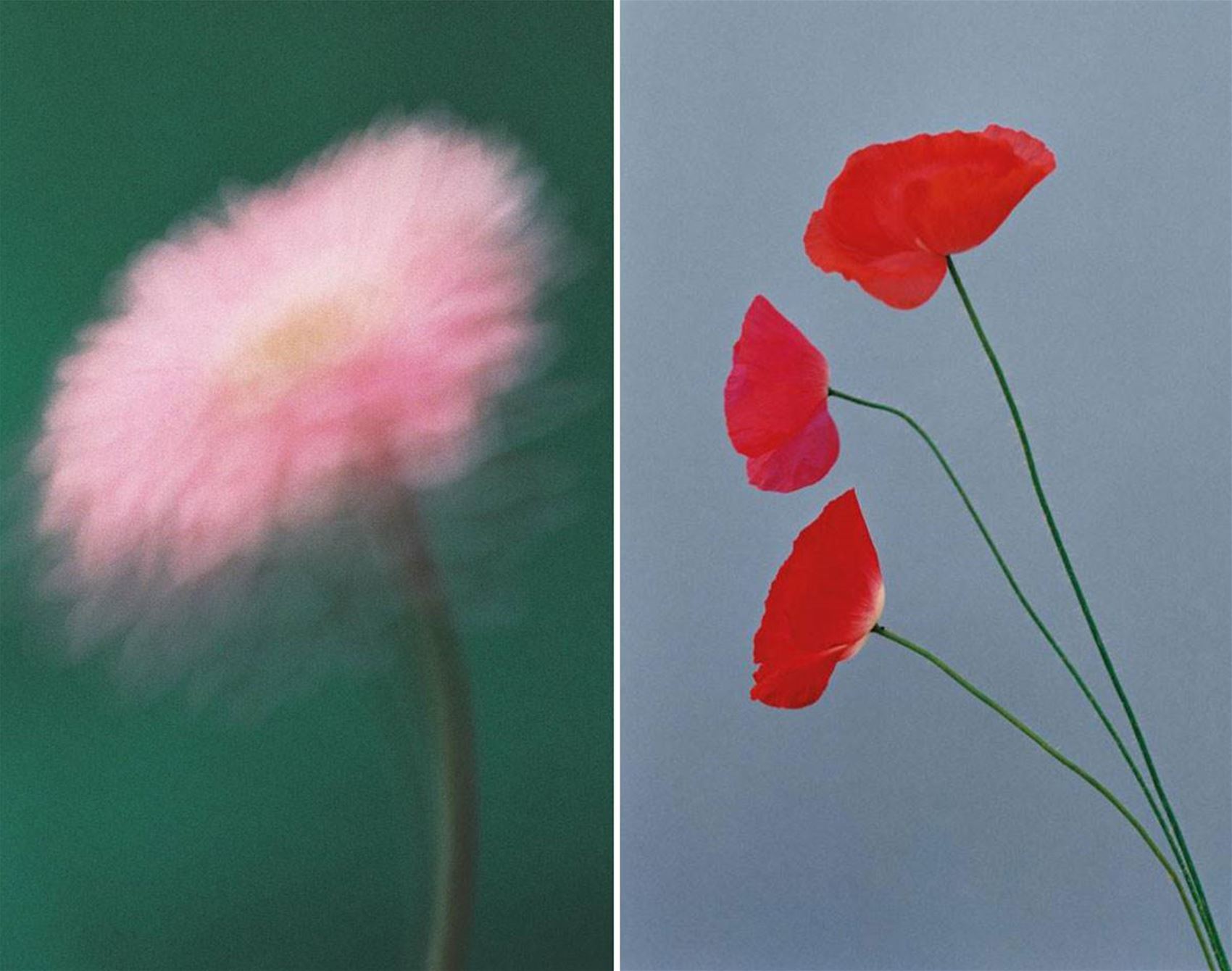 paula codoner’s calming floral photos