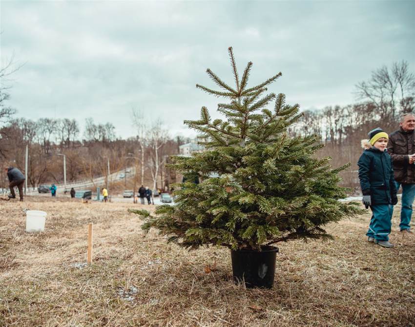 christmas trees get a second life in vilnius