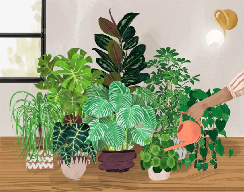 finally! an online guide to indoor plants!