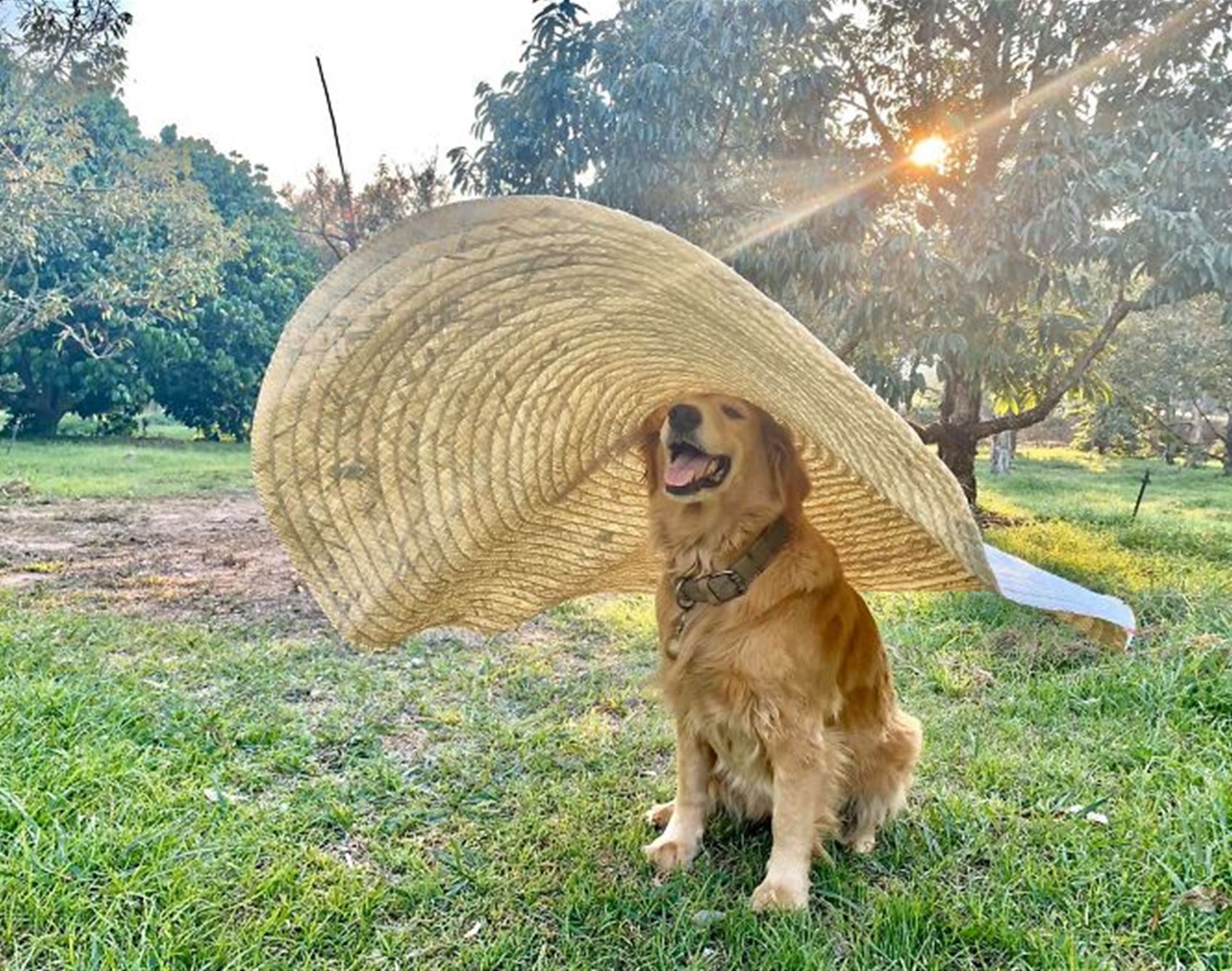 please enjoy these photos of the happiest golden retriever