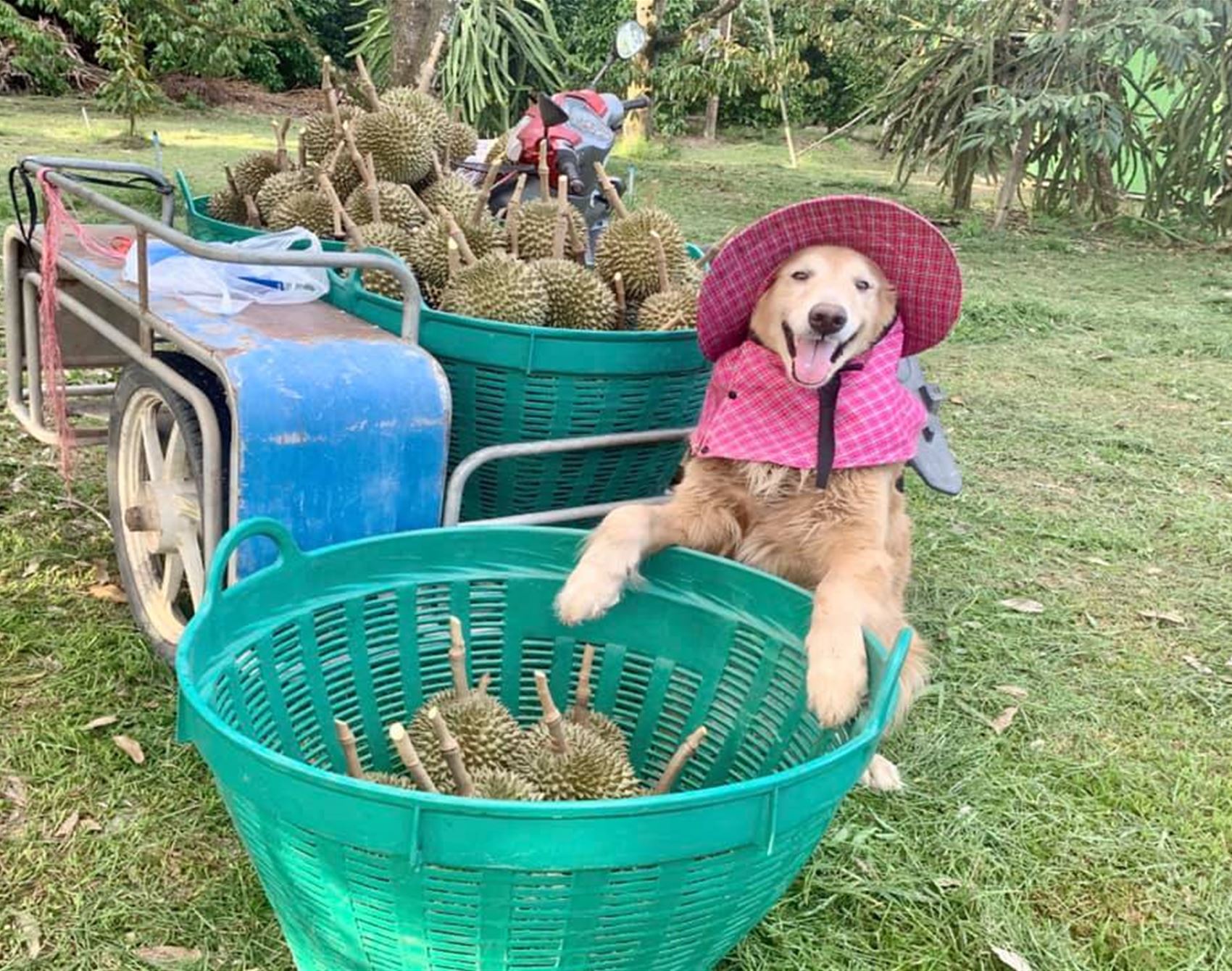 please enjoy these photos of the happiest golden retriever