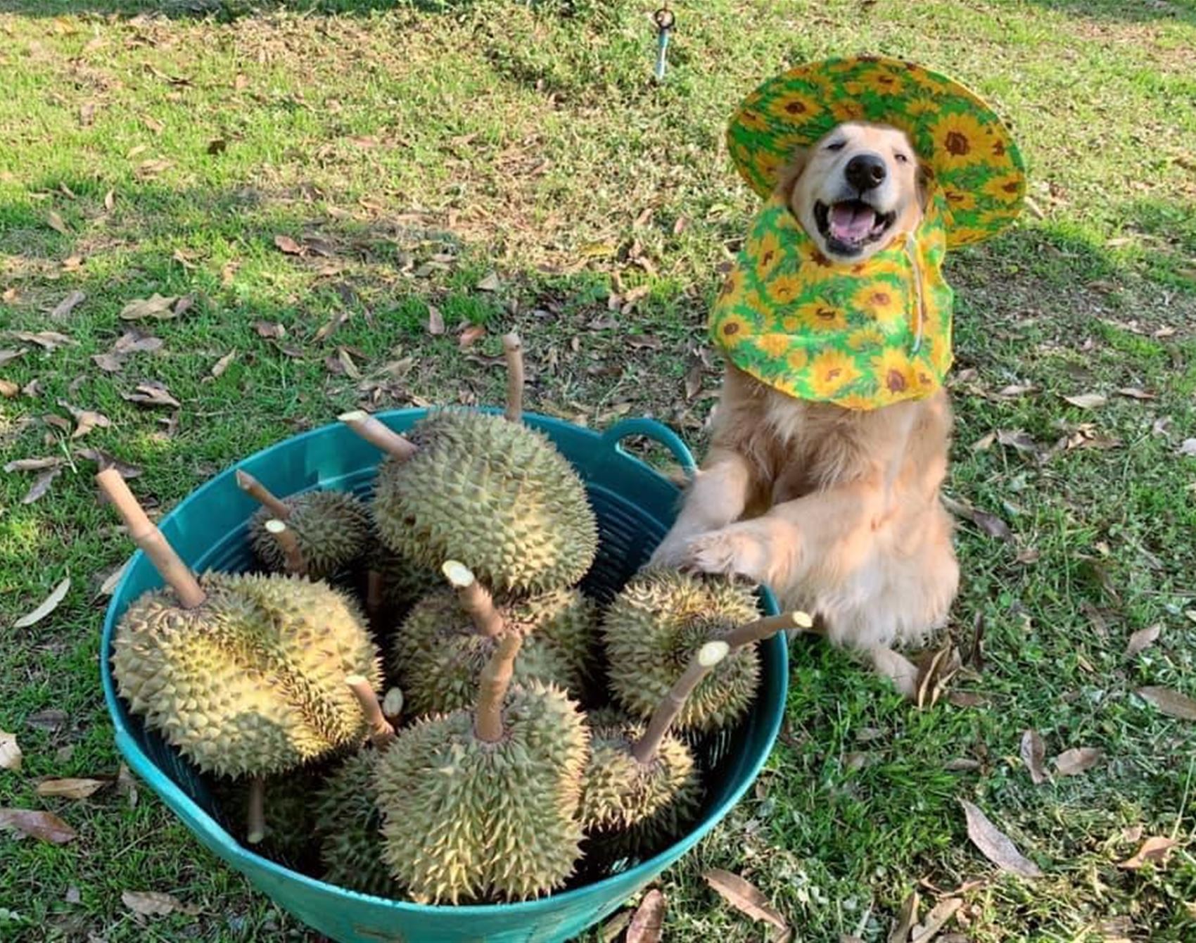 please enjoy these photos of the happiest golden retriever