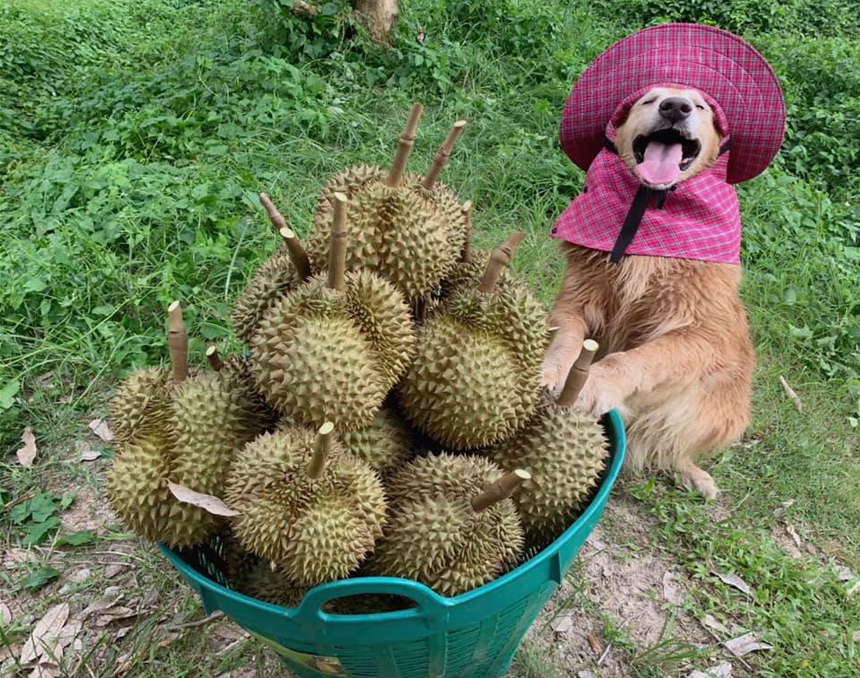 please enjoy these photos of the happiest golden retriever