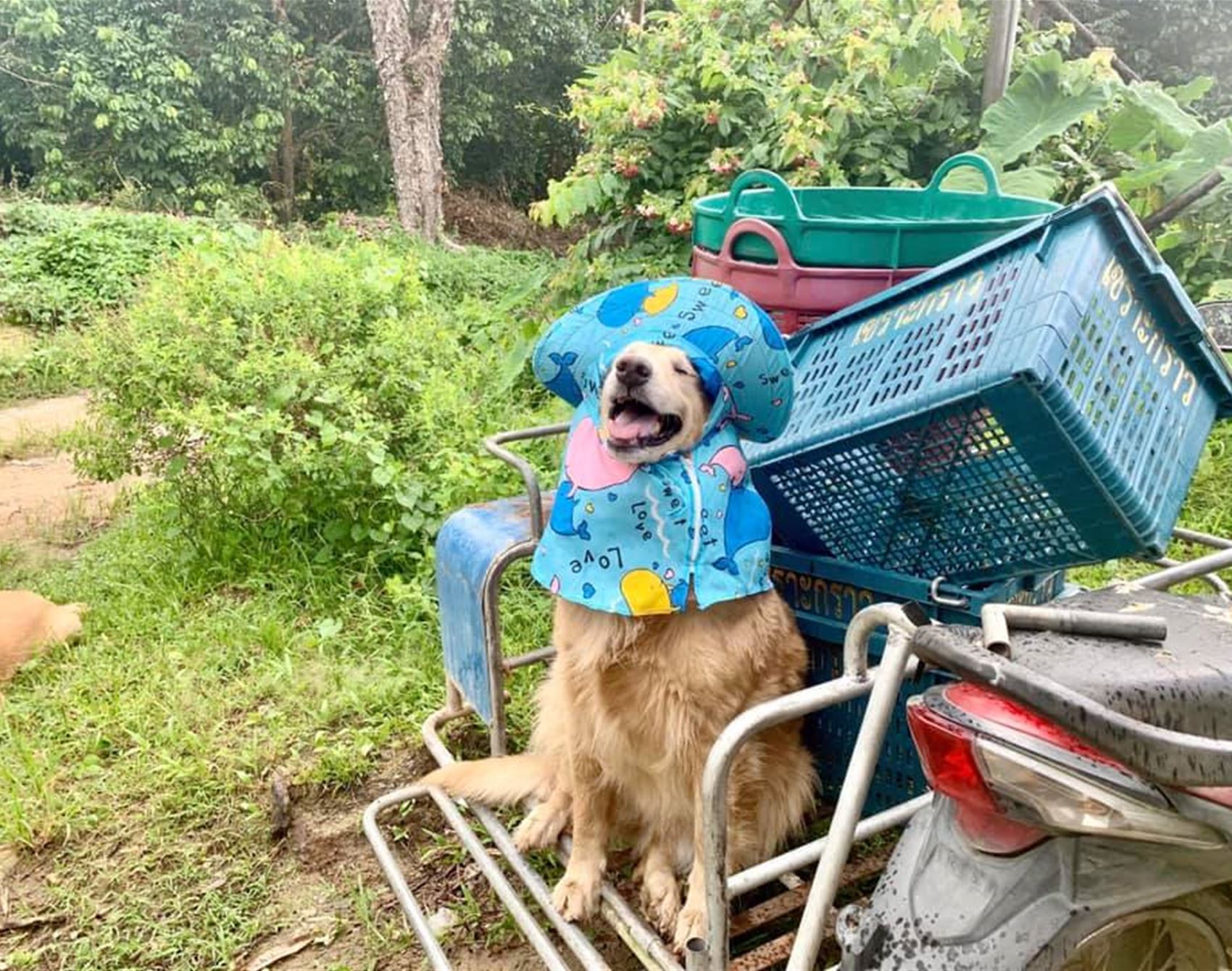 please enjoy these photos of the happiest golden retriever