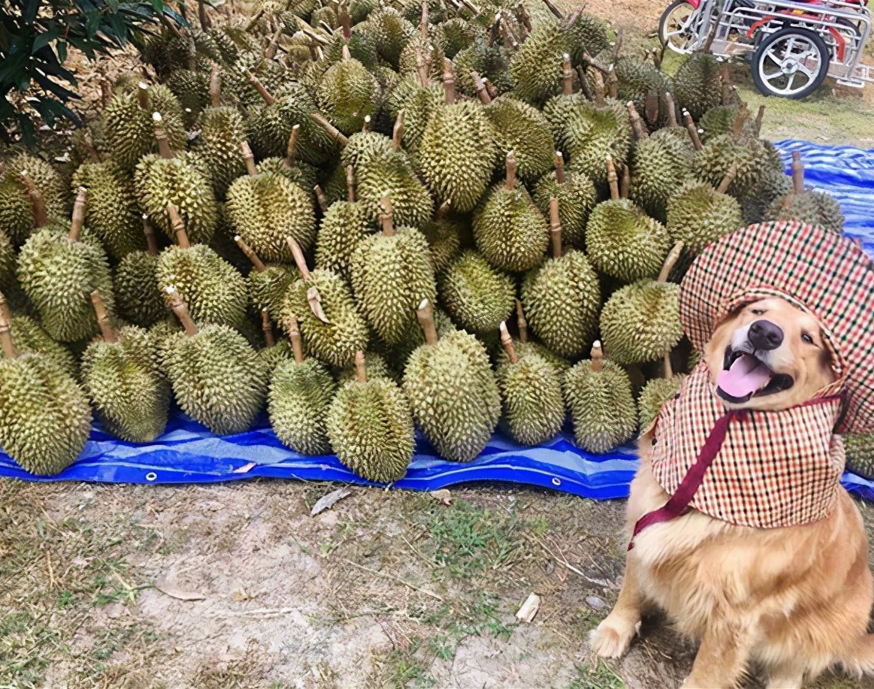 please enjoy these photos of the happiest golden retriever