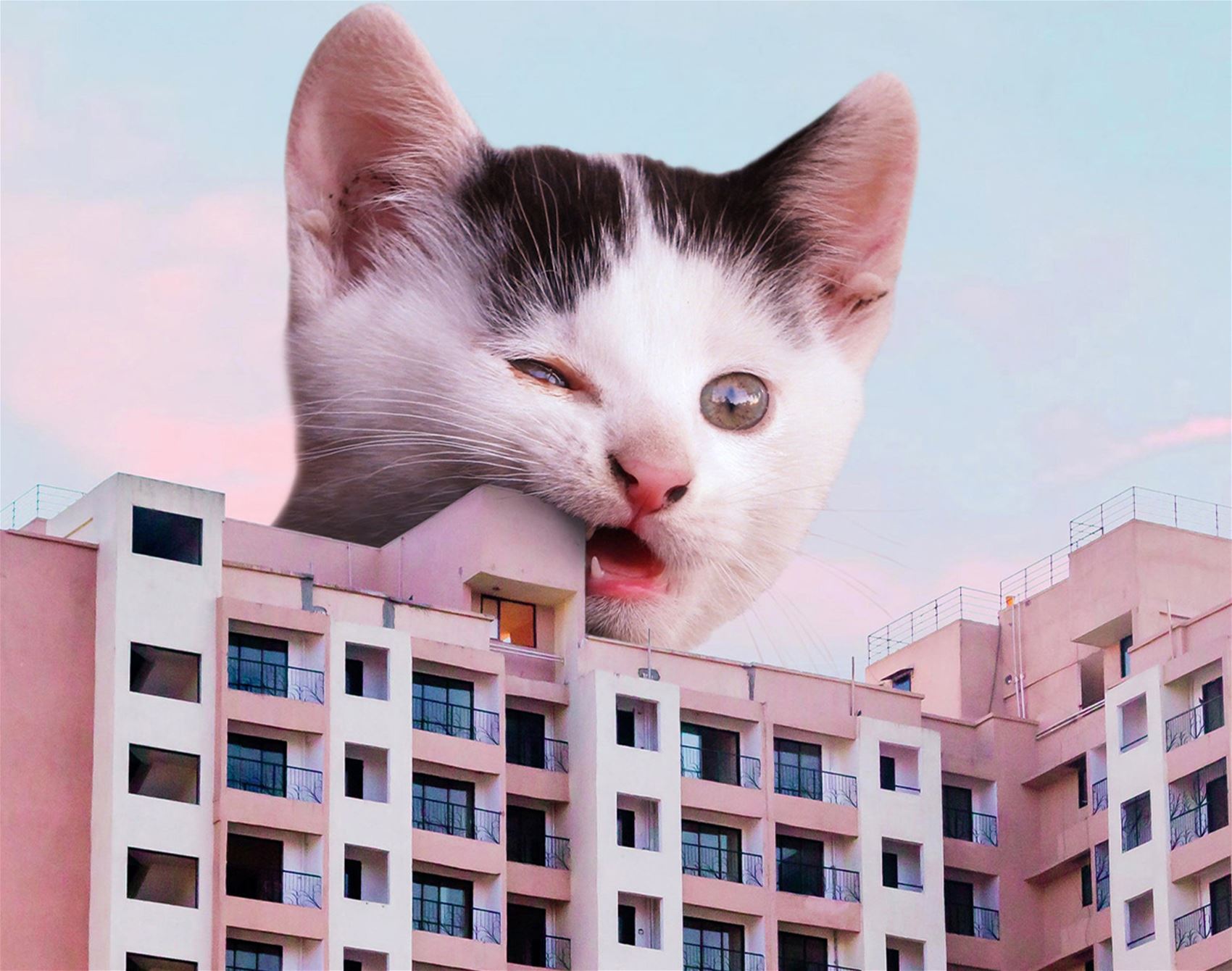 surreal cat collages