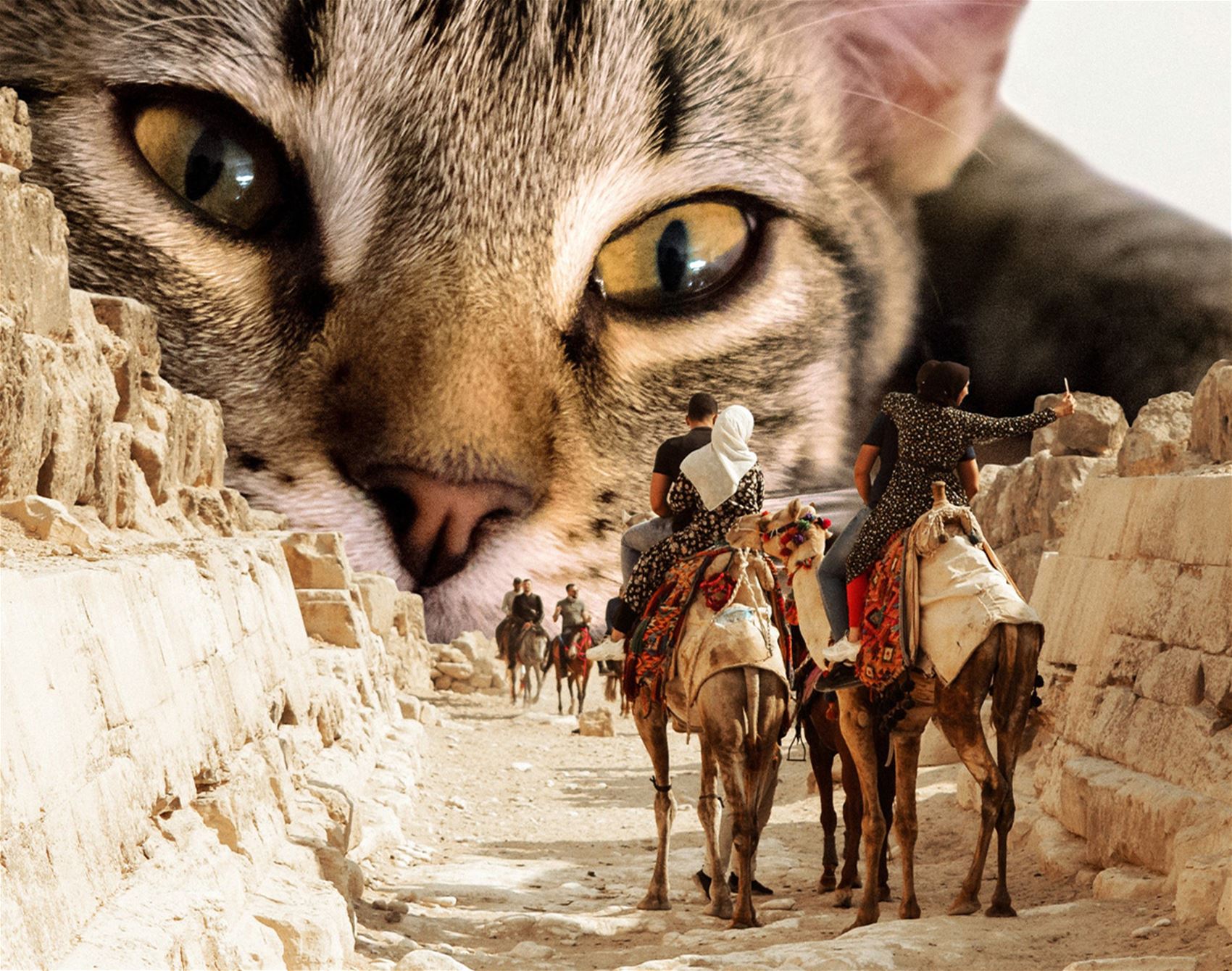 surreal cat collages