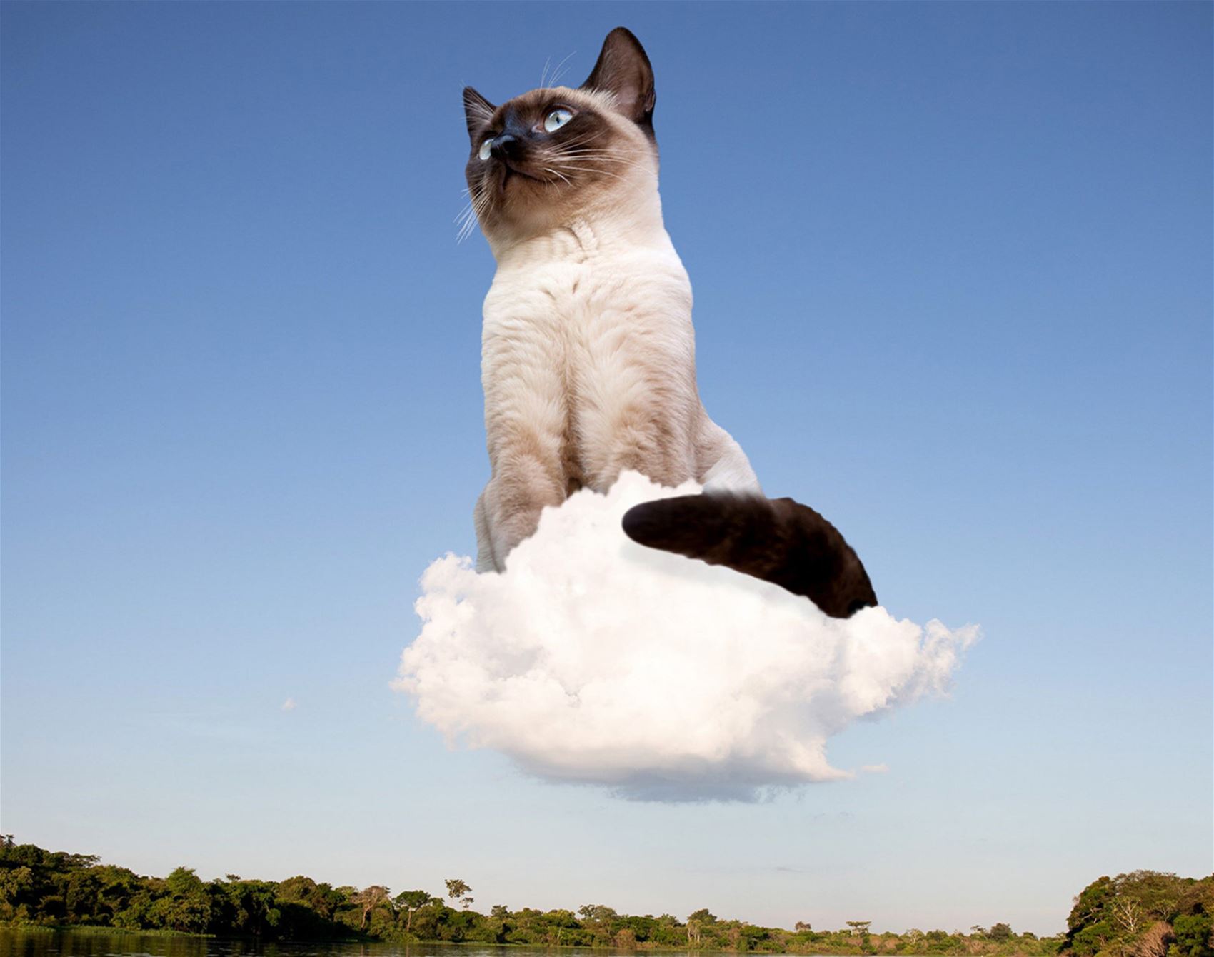 surreal cat collages