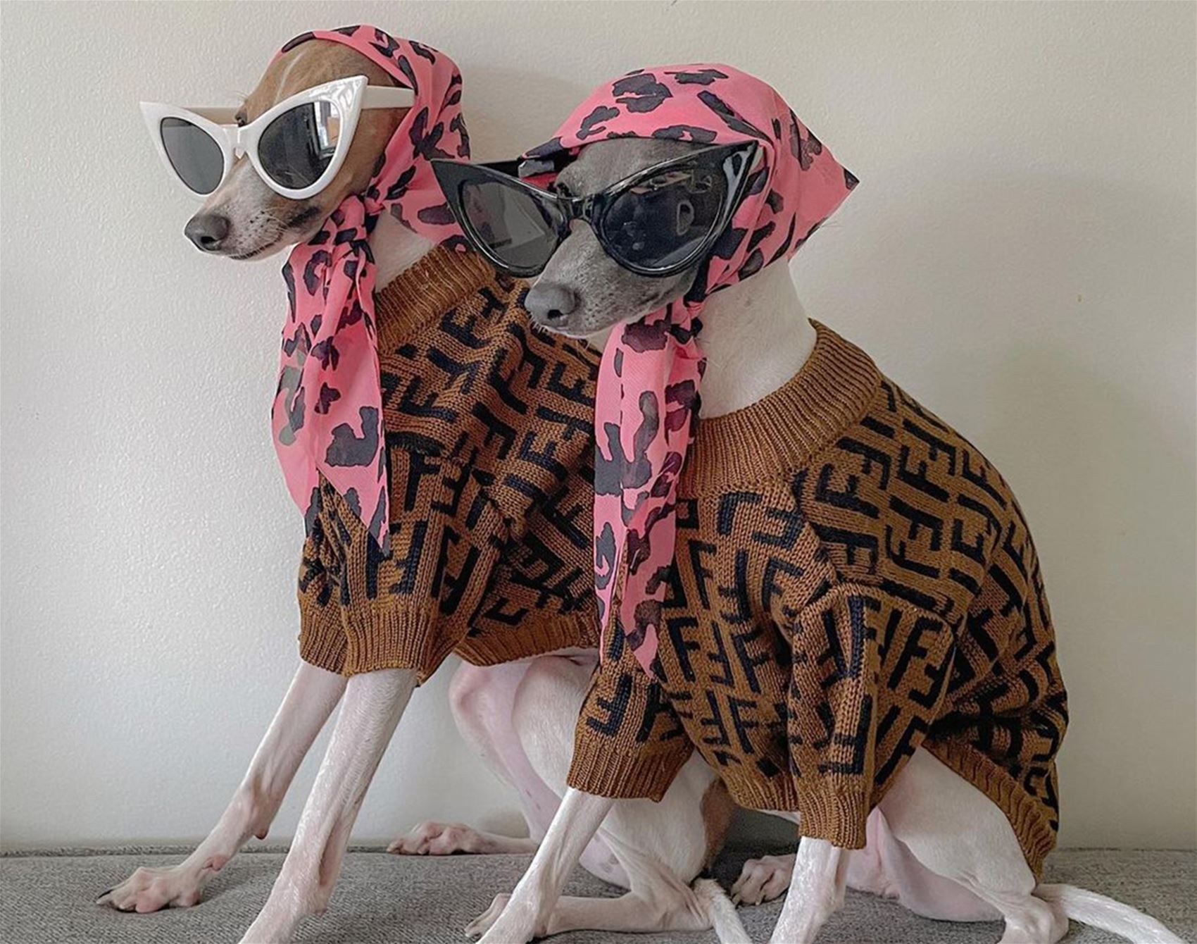 ghost and wren are two very fashionable italian greyhounds