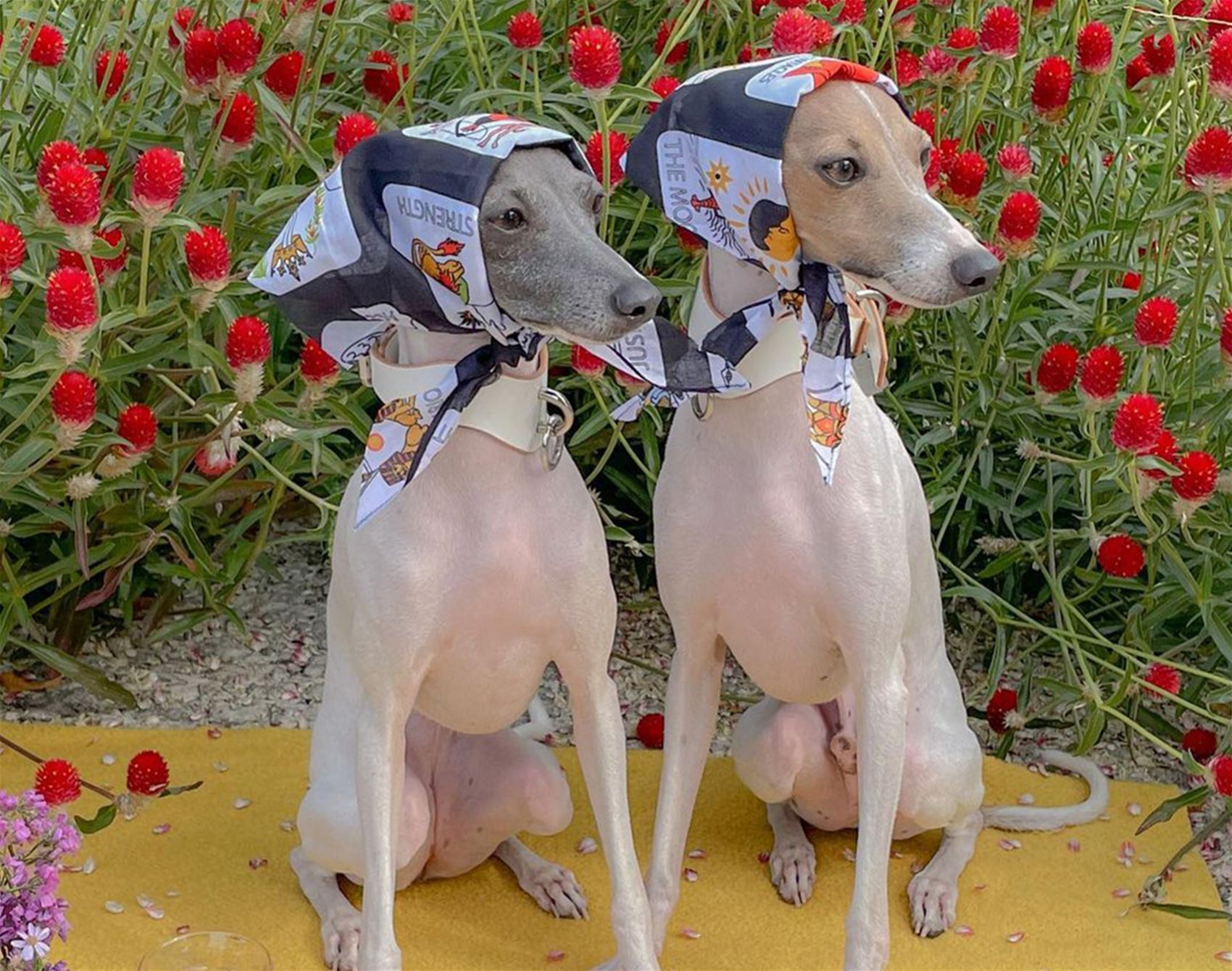 ghost and wren are two very fashionable italian greyhounds