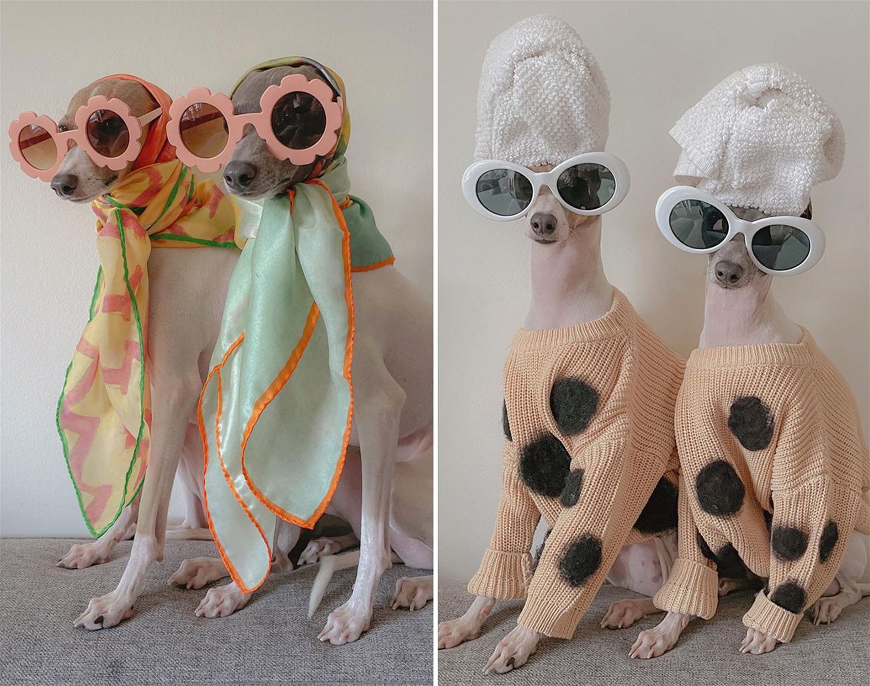ghost and wren are two very fashionable italian greyhounds