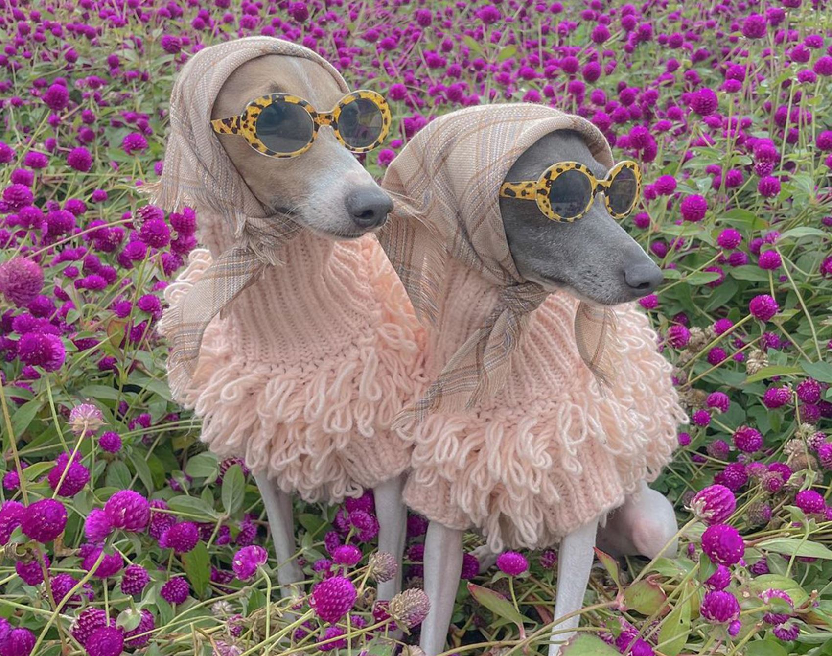 ghost and wren are two very fashionable italian greyhounds