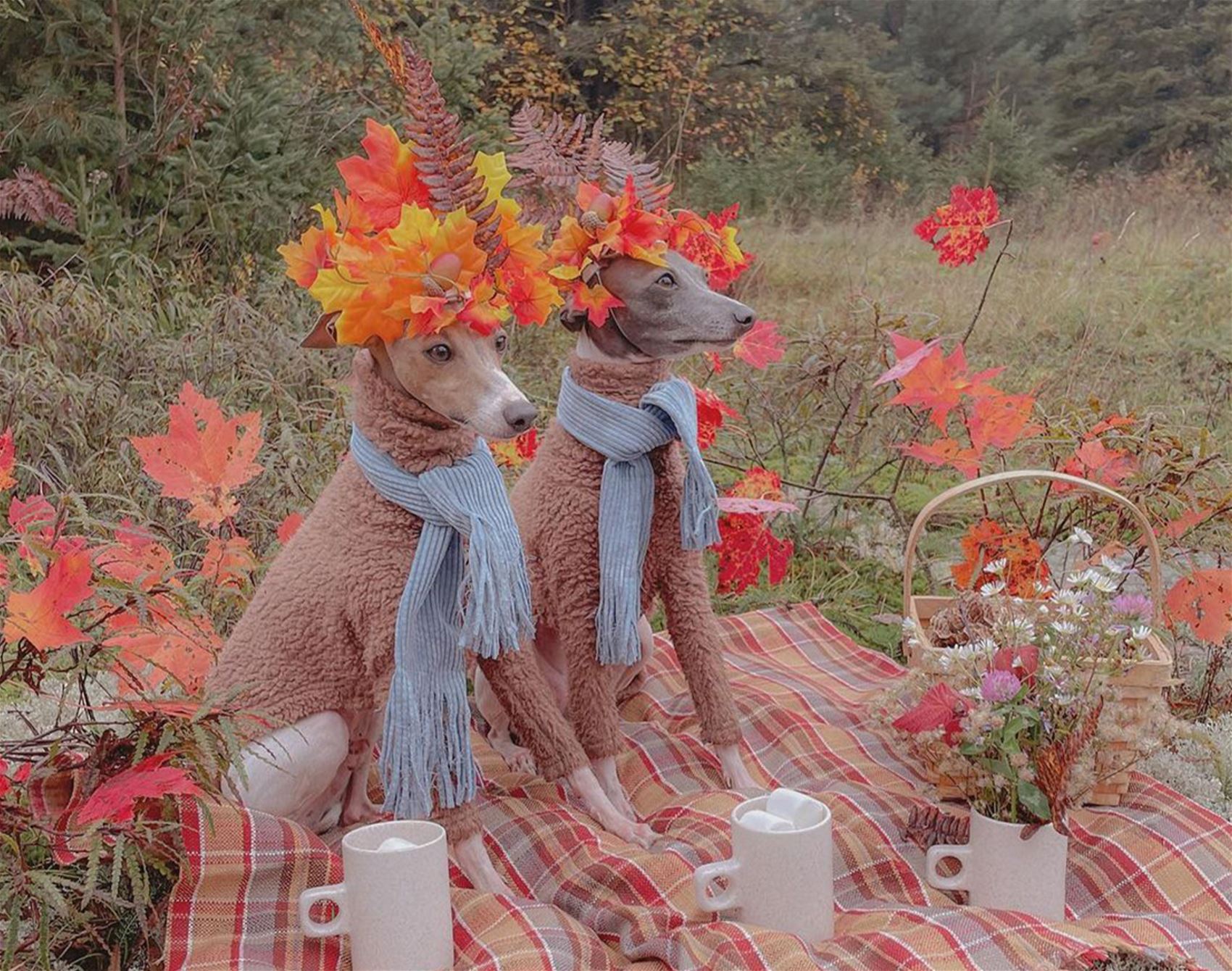 ghost and wren are two very fashionable italian greyhounds