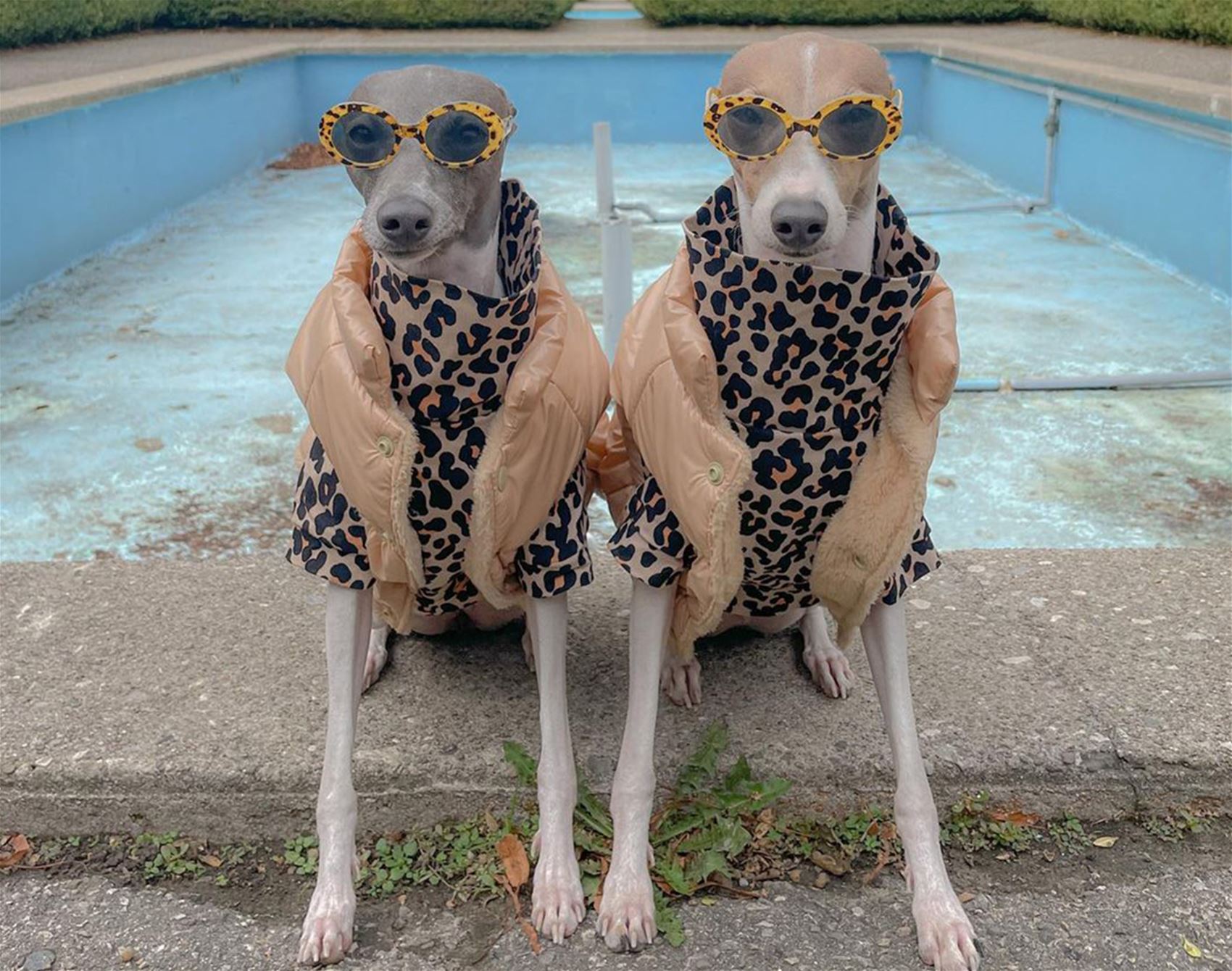 ghost and wren are two very fashionable italian greyhounds