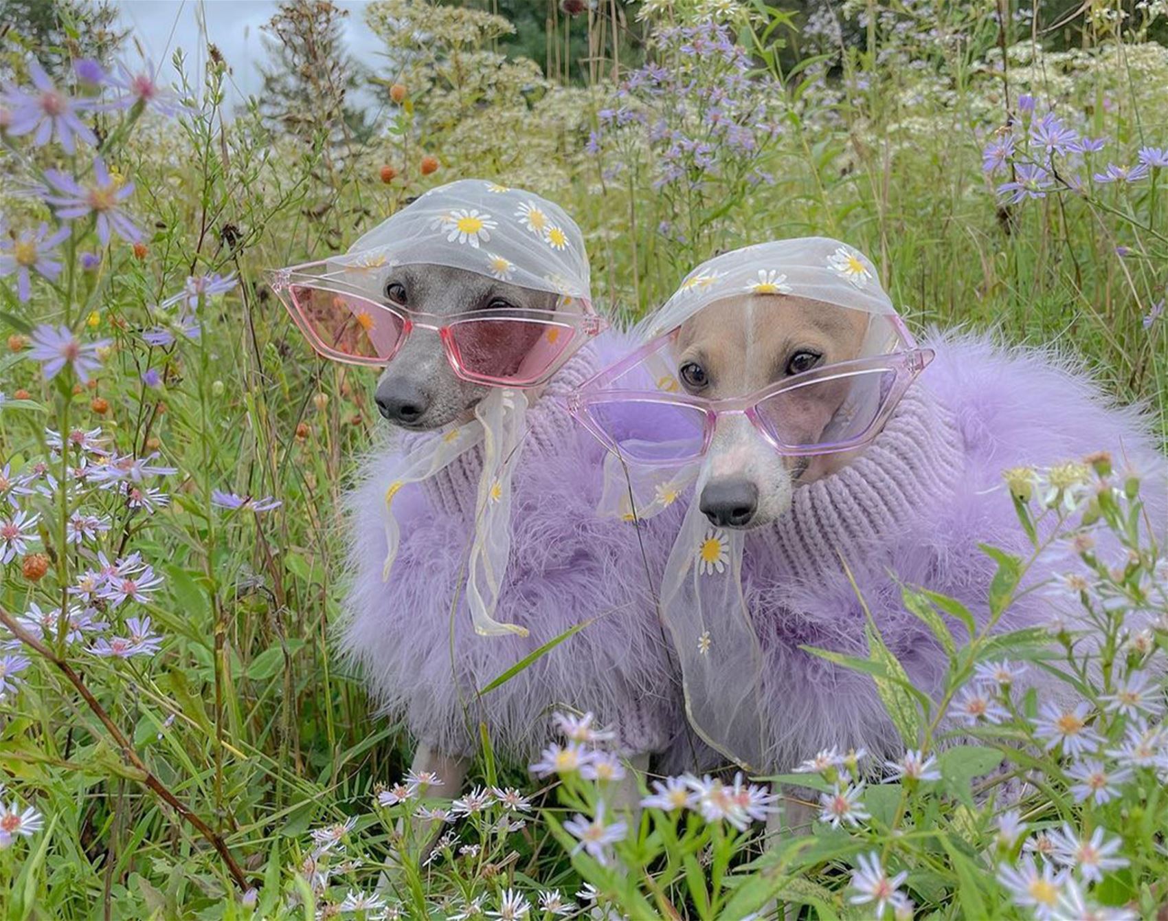 ghost and wren are two very fashionable italian greyhounds