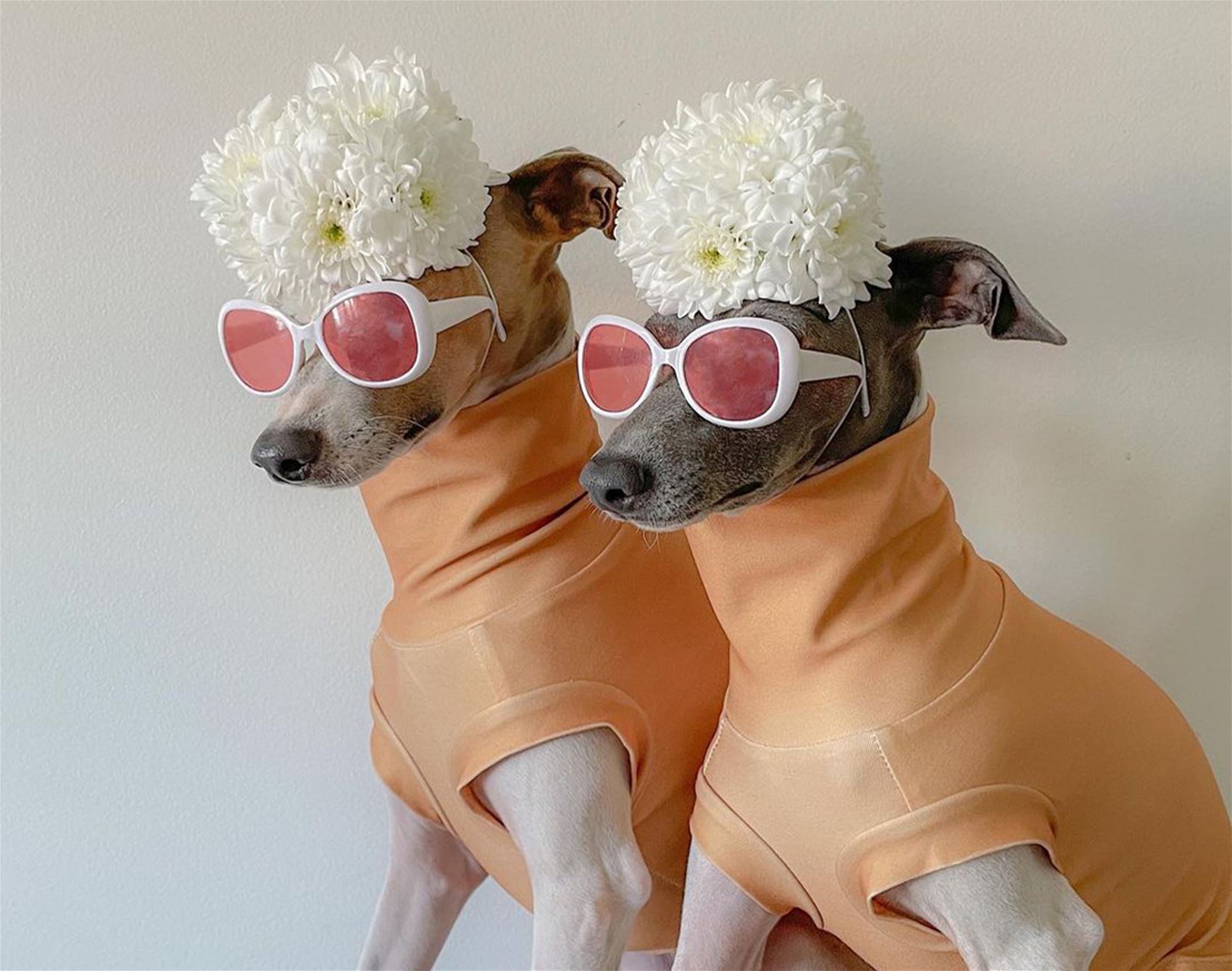 ghost and wren are two very fashionable italian greyhounds