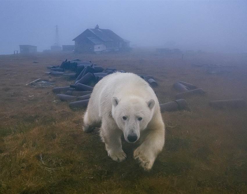 spy some polar bears hanging out in abandoned buildings