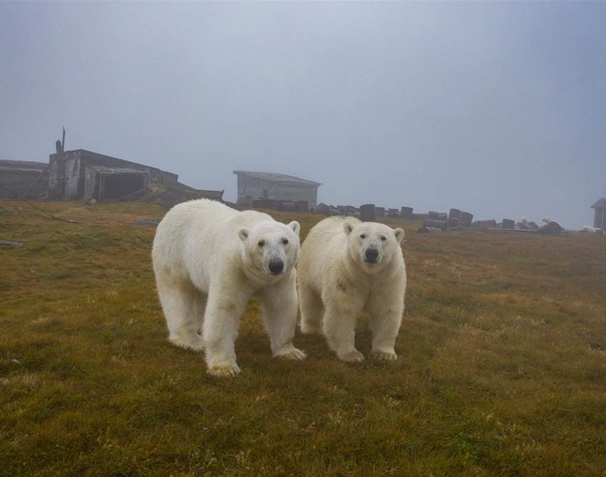 spy some polar bears hanging out in abandoned buildings