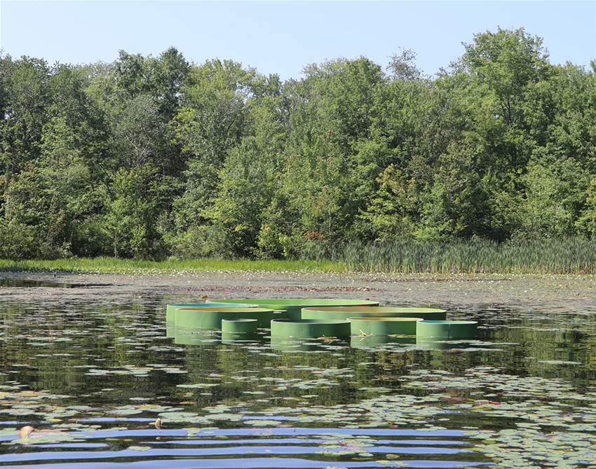 these giant lily pads allow visitors to float among nature