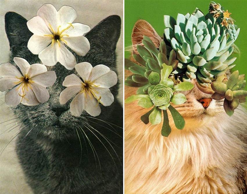 stephen eichhorn&#8217;s cats and plants
