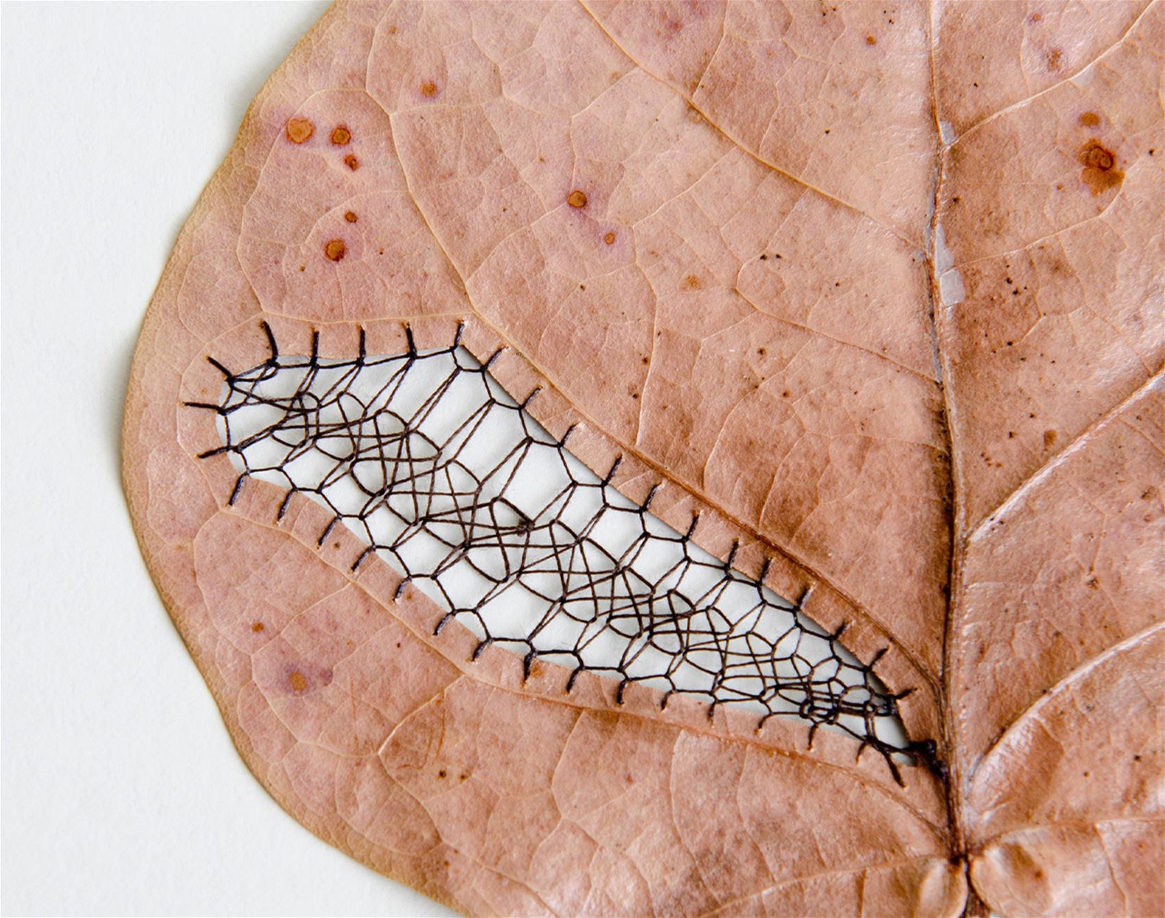 this artist delicately cuts and stitches botanicals by hand