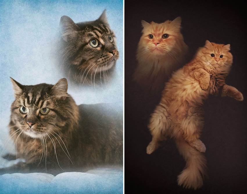 this artist makes personalised &#8217;80s-style portraits of your pet