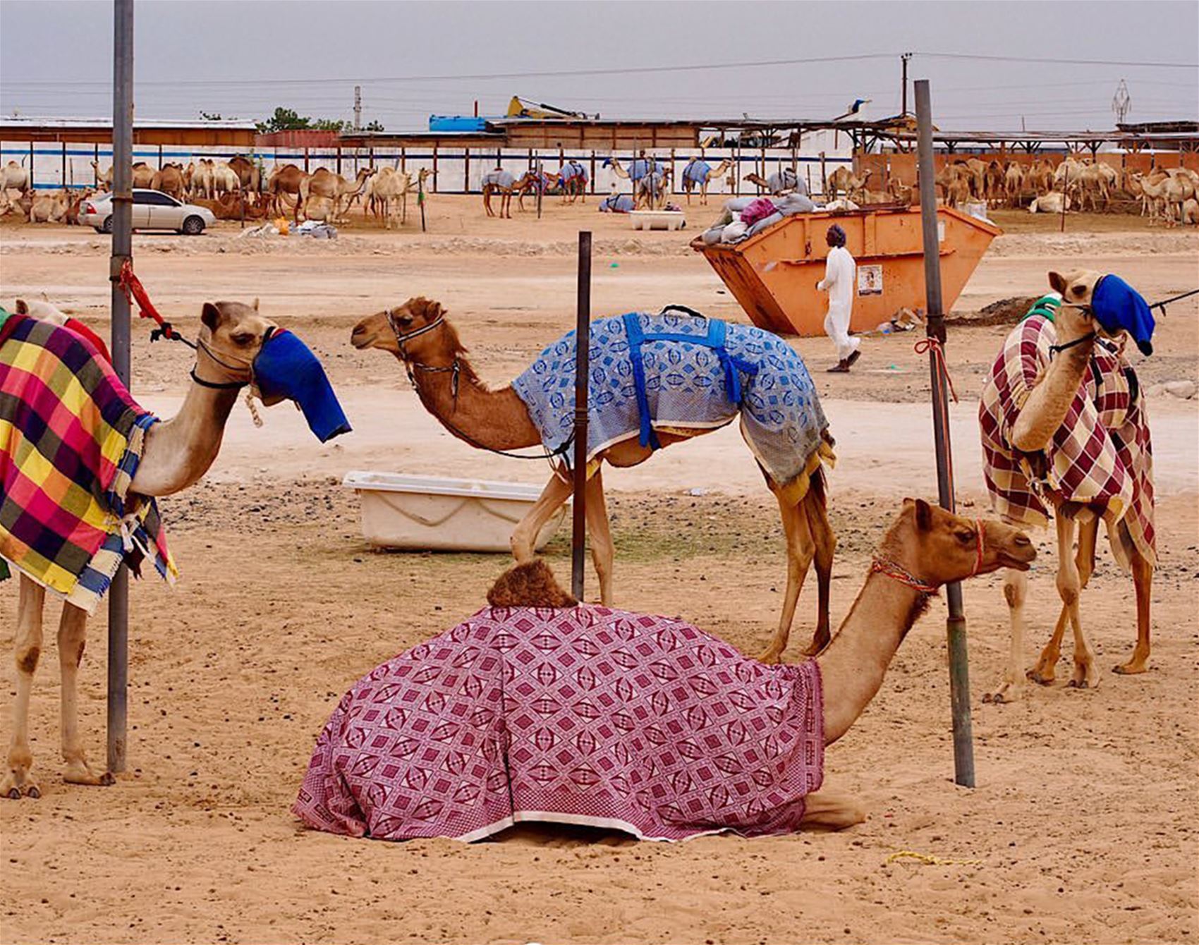 aude delannoy dib’s vibrant view of the world