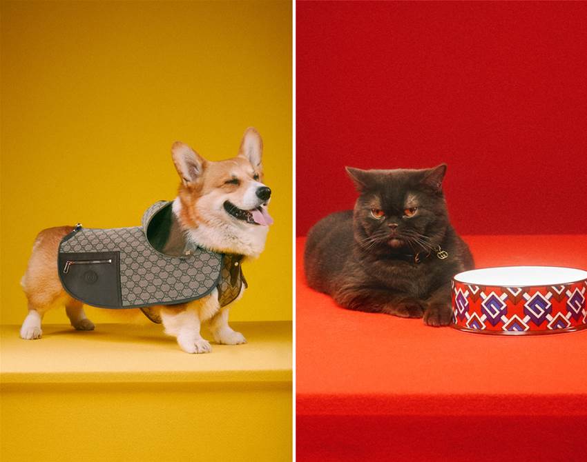 well-dressed pups and moggies star in max siedentopf's gucci campaign