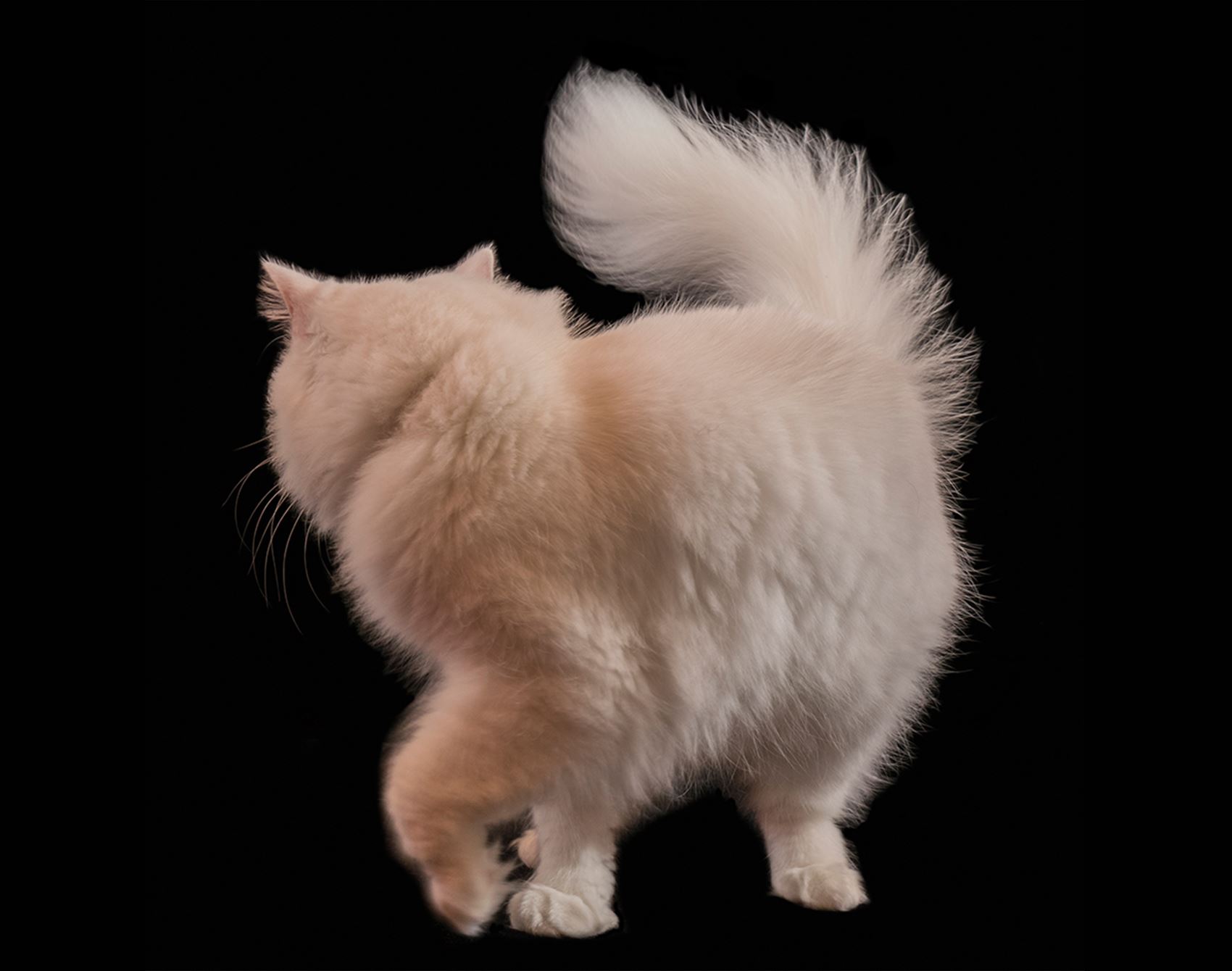 nab some cat art for a good cause at fang & fur’s auction