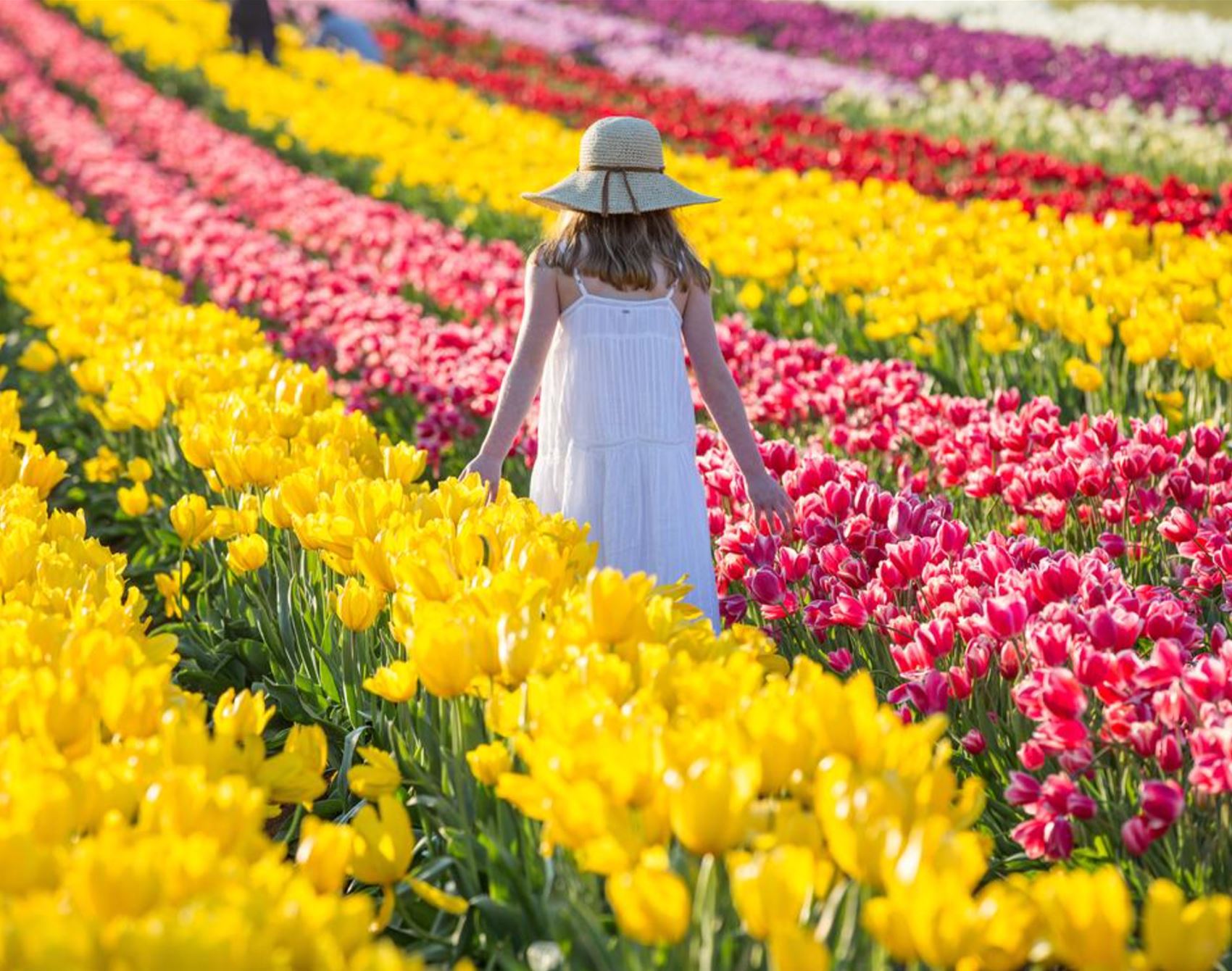 the tesselaar tulip festival is in full bloom this spring