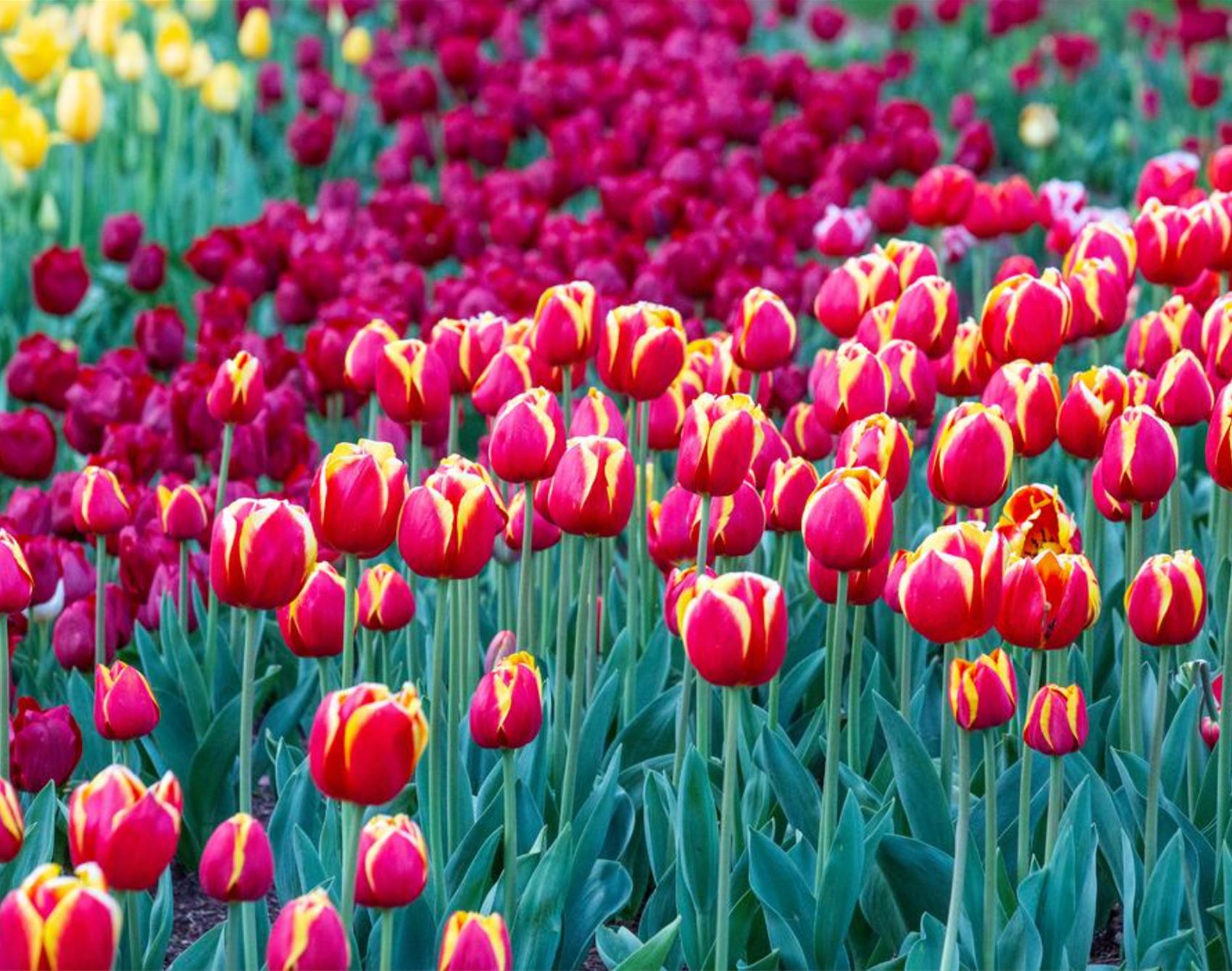 the tesselaar tulip festival is in full bloom this spring