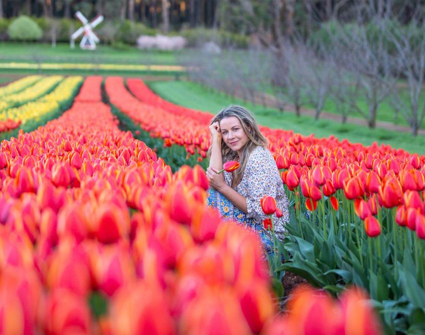 the tesselaar tulip festival is in full bloom this spring