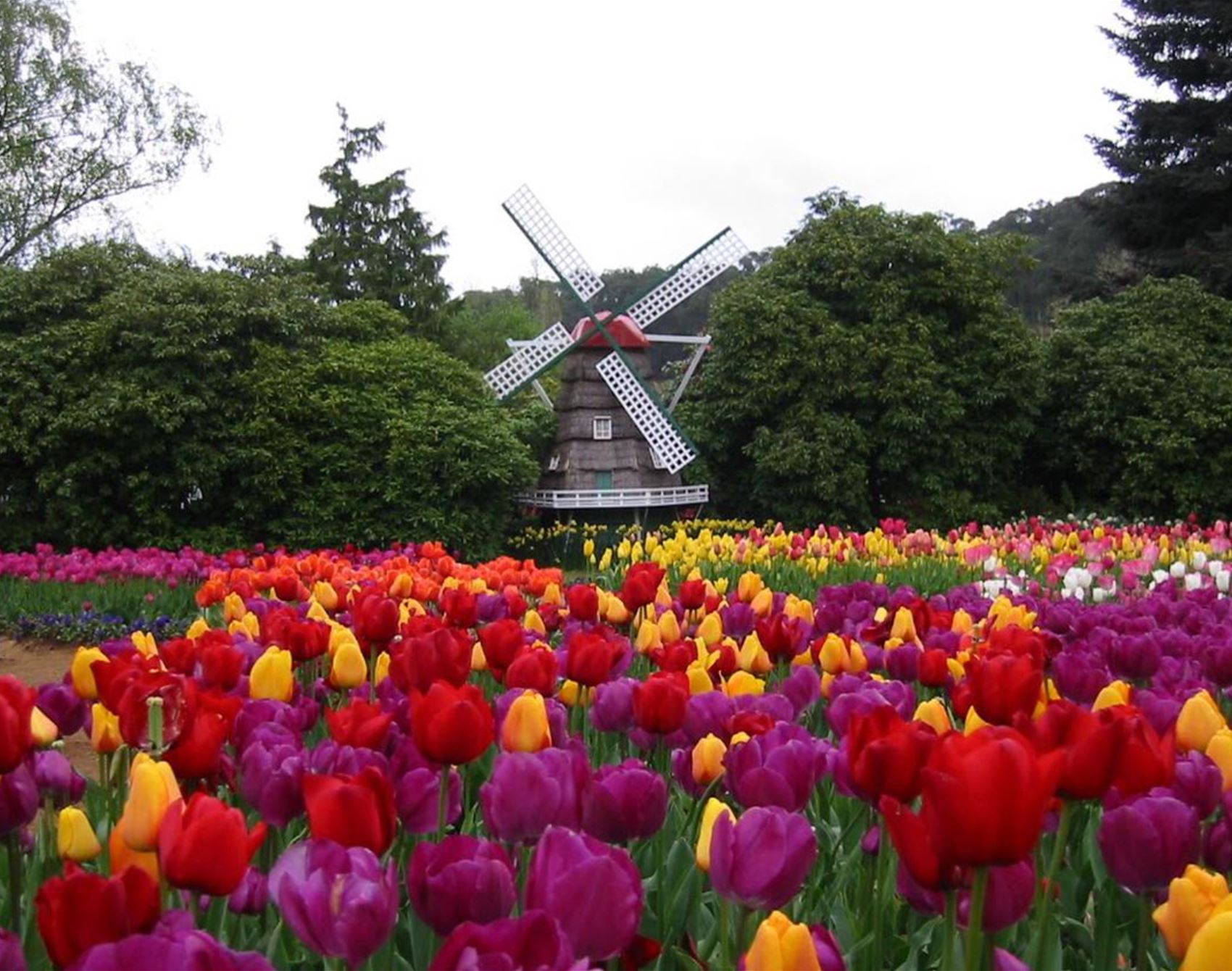 the tesselaar tulip festival is in full bloom this spring