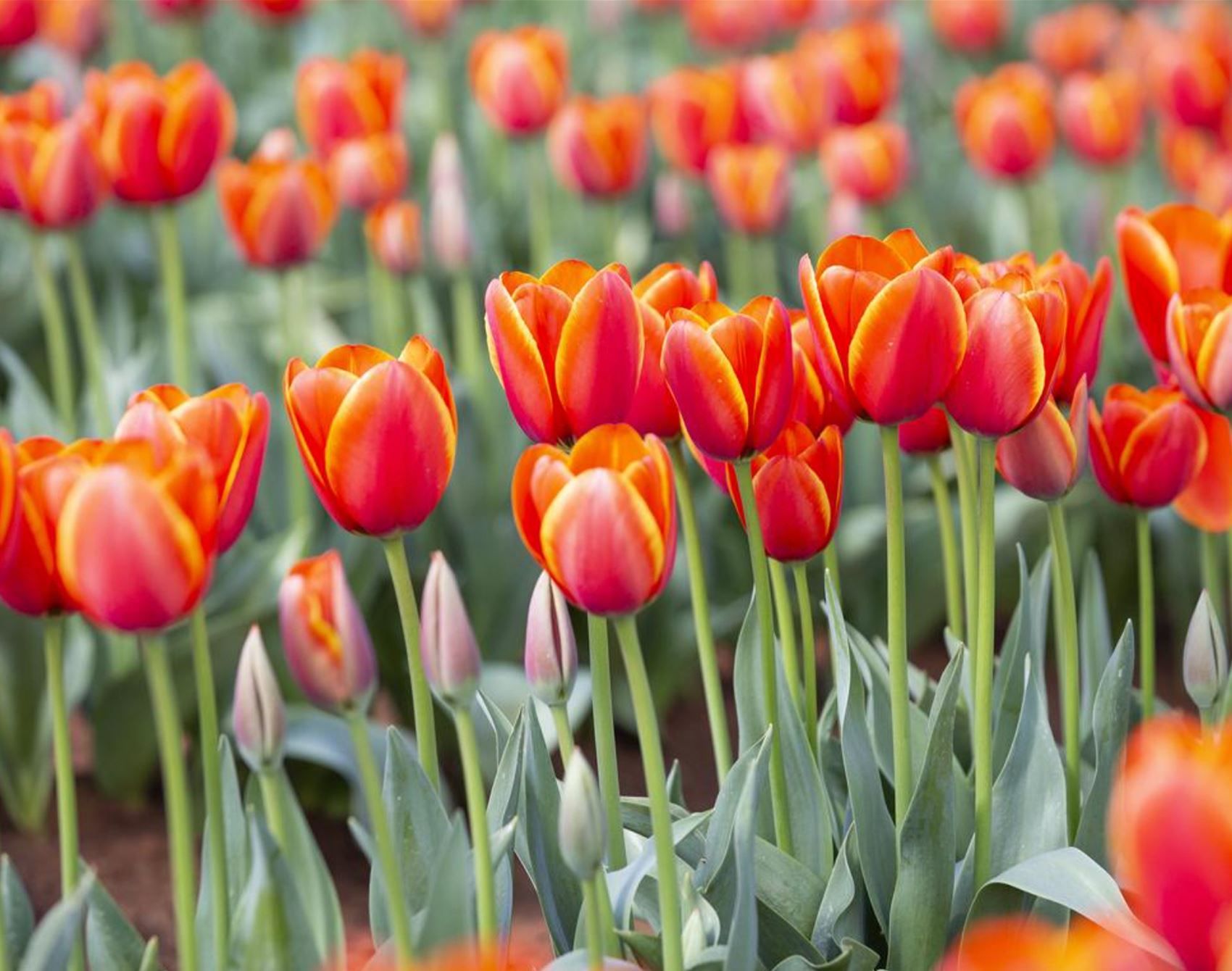the tesselaar tulip festival is in full bloom this spring