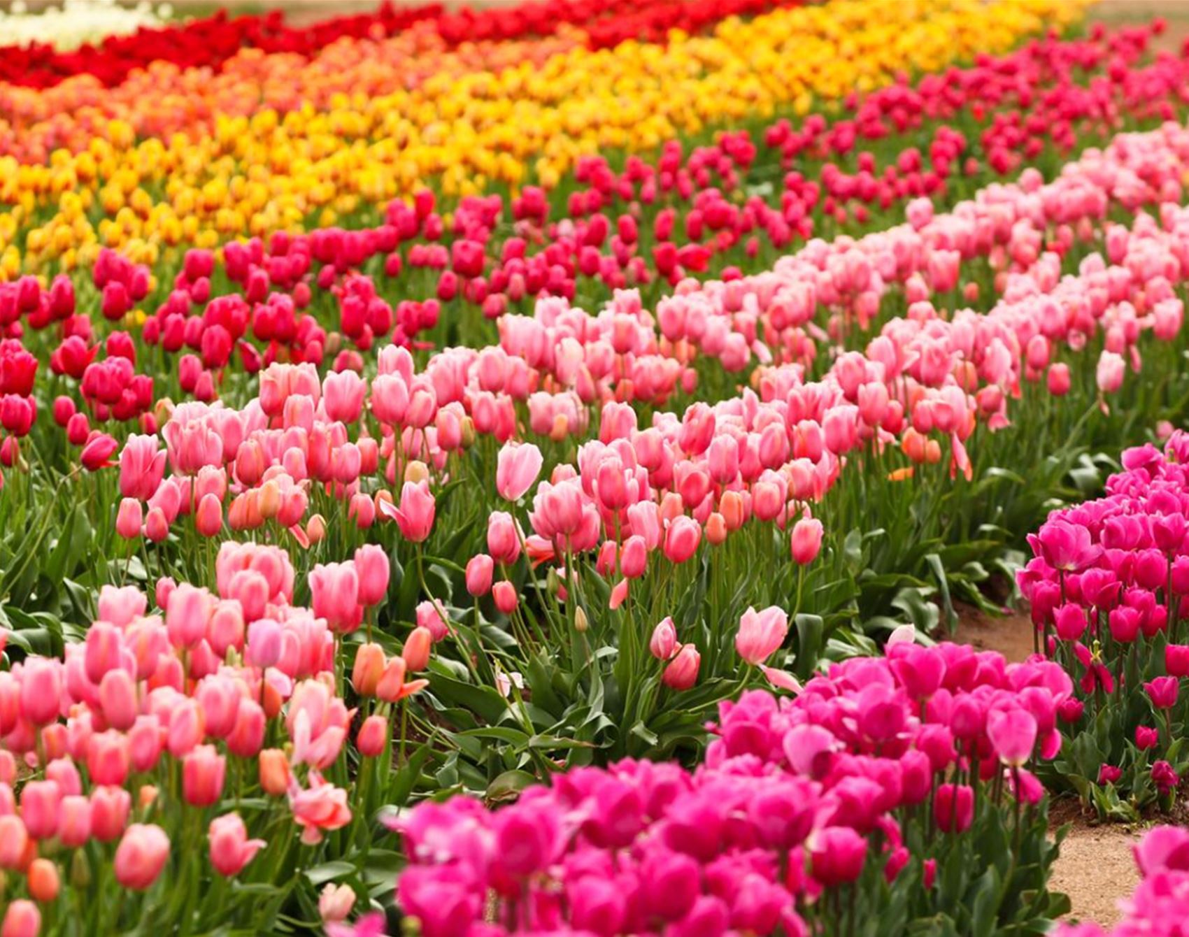 the tesselaar tulip festival is in full bloom this spring