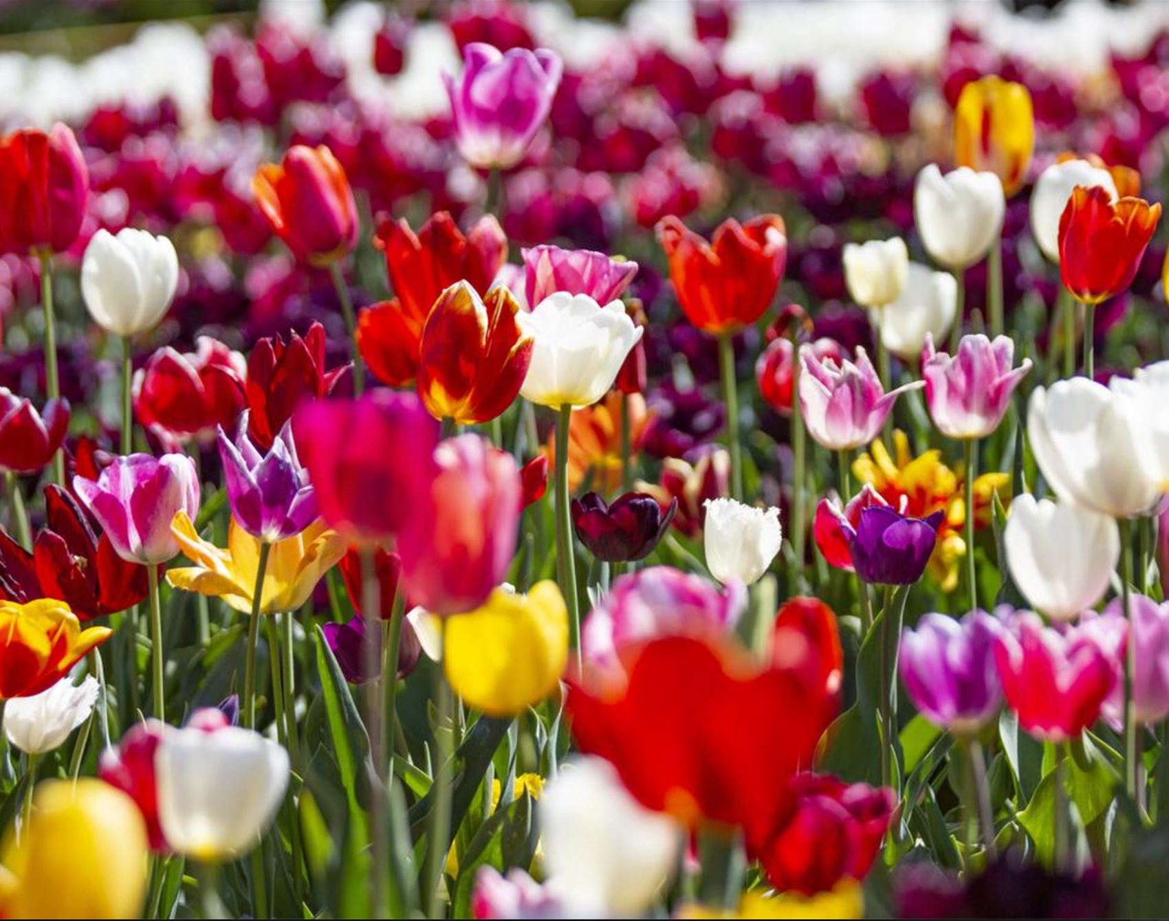 the tesselaar tulip festival is in full bloom this spring