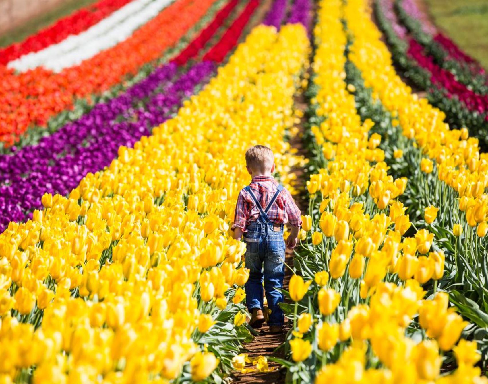 the tesselaar tulip festival is in full bloom this spring