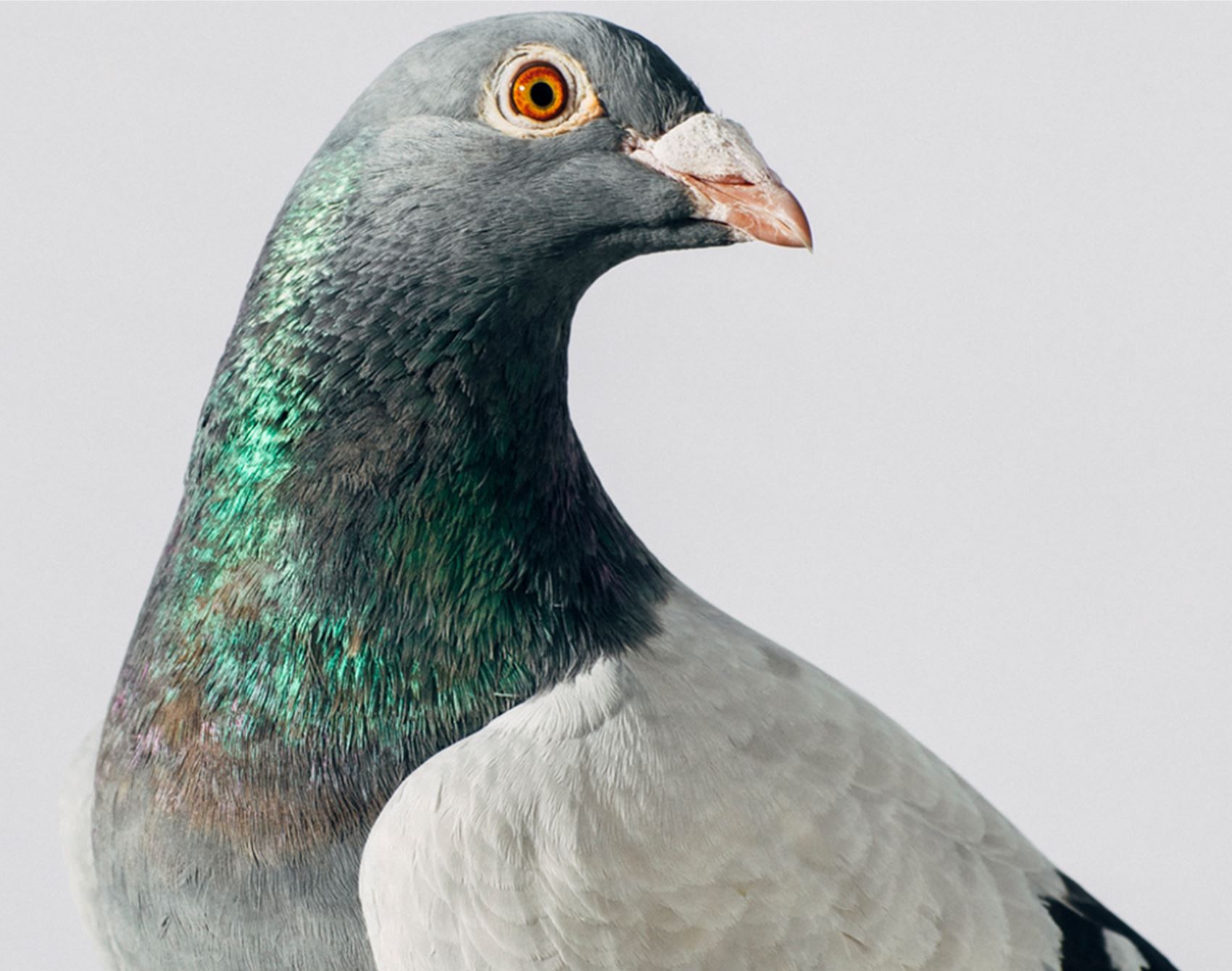 peep these fancy pigeon portraits