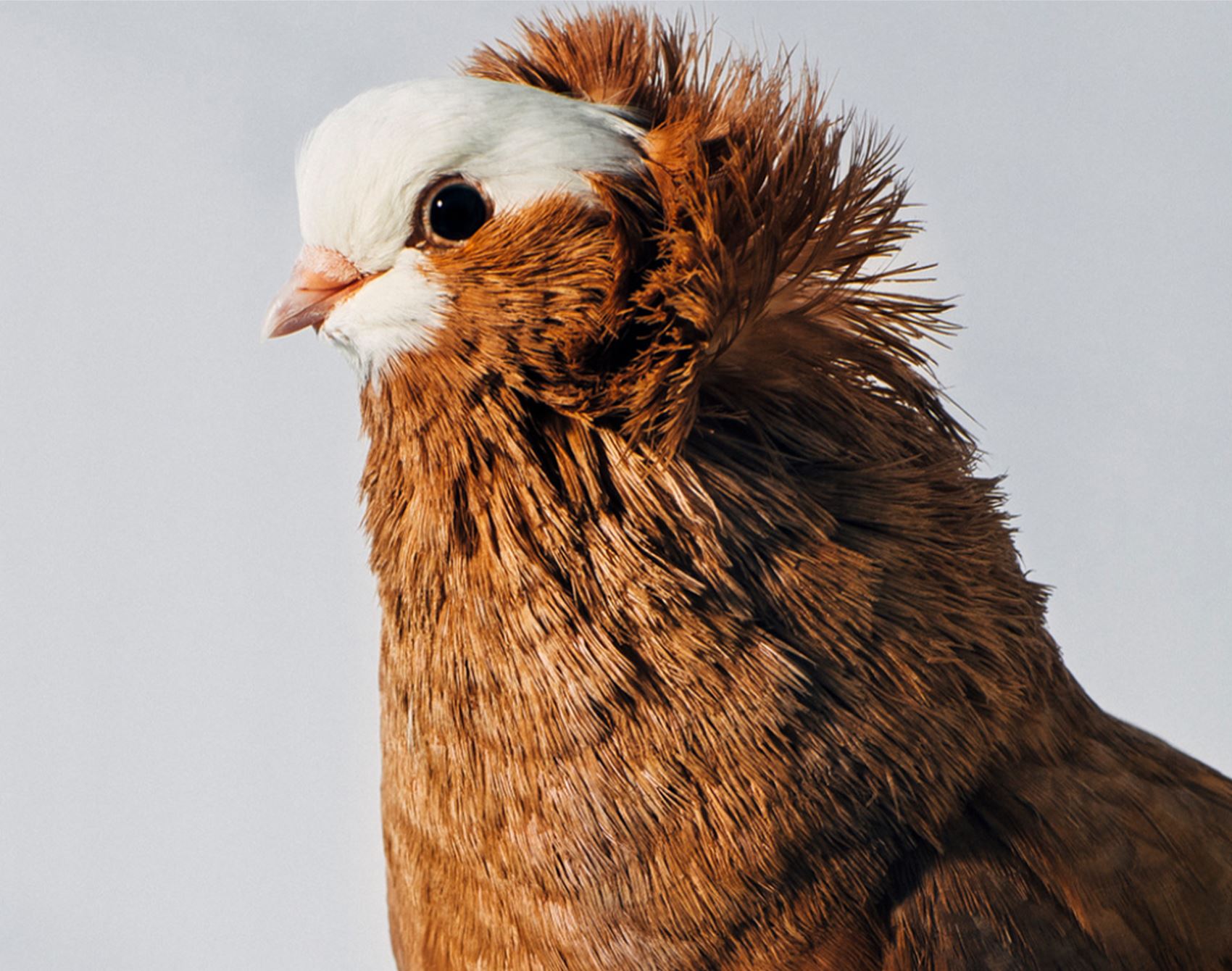 peep these fancy pigeon portraits