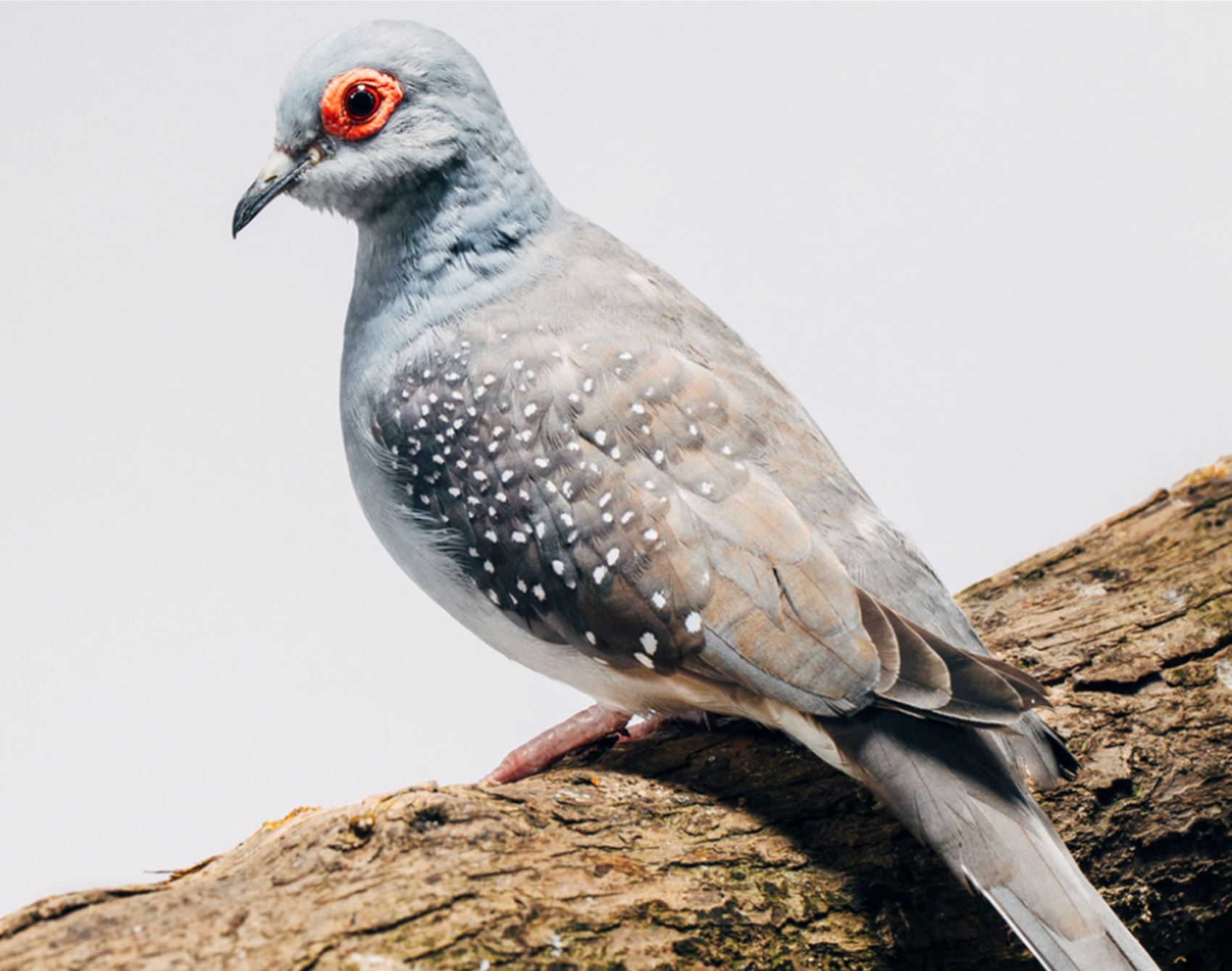 peep these fancy pigeon portraits