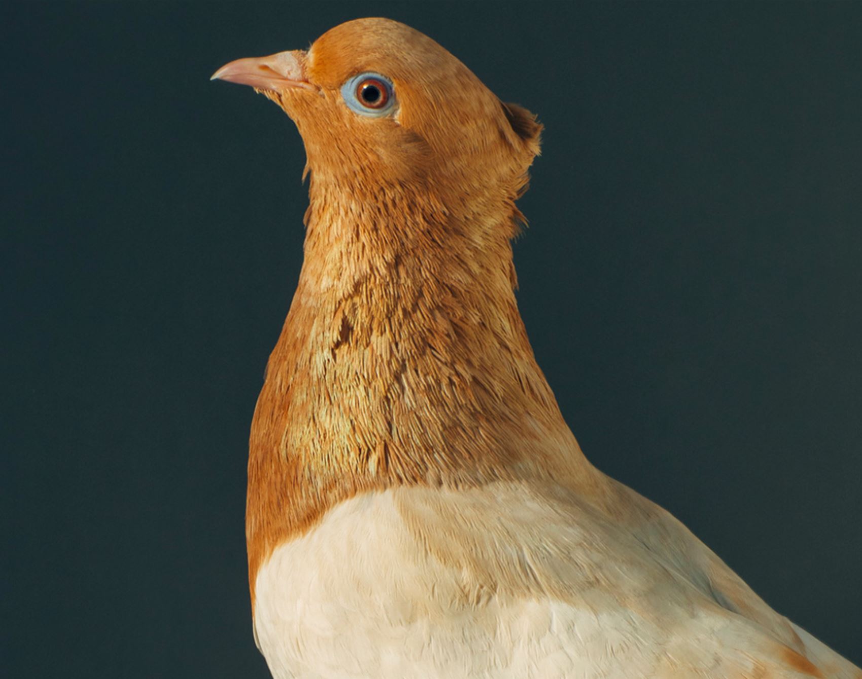 peep these fancy pigeon portraits