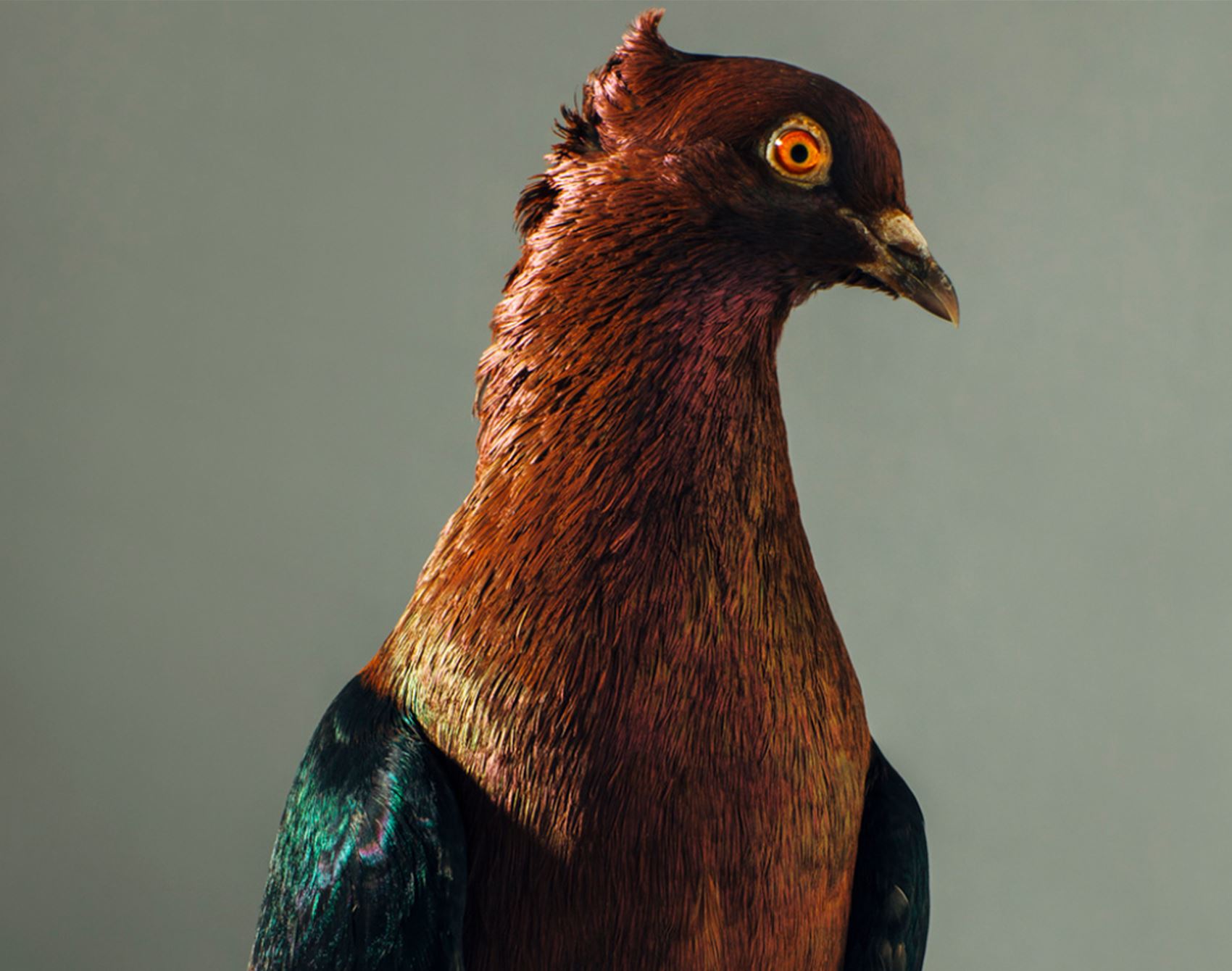 peep these fancy pigeon portraits