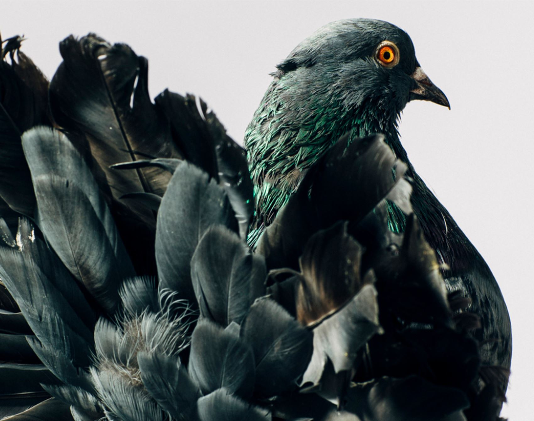 peep these fancy pigeon portraits