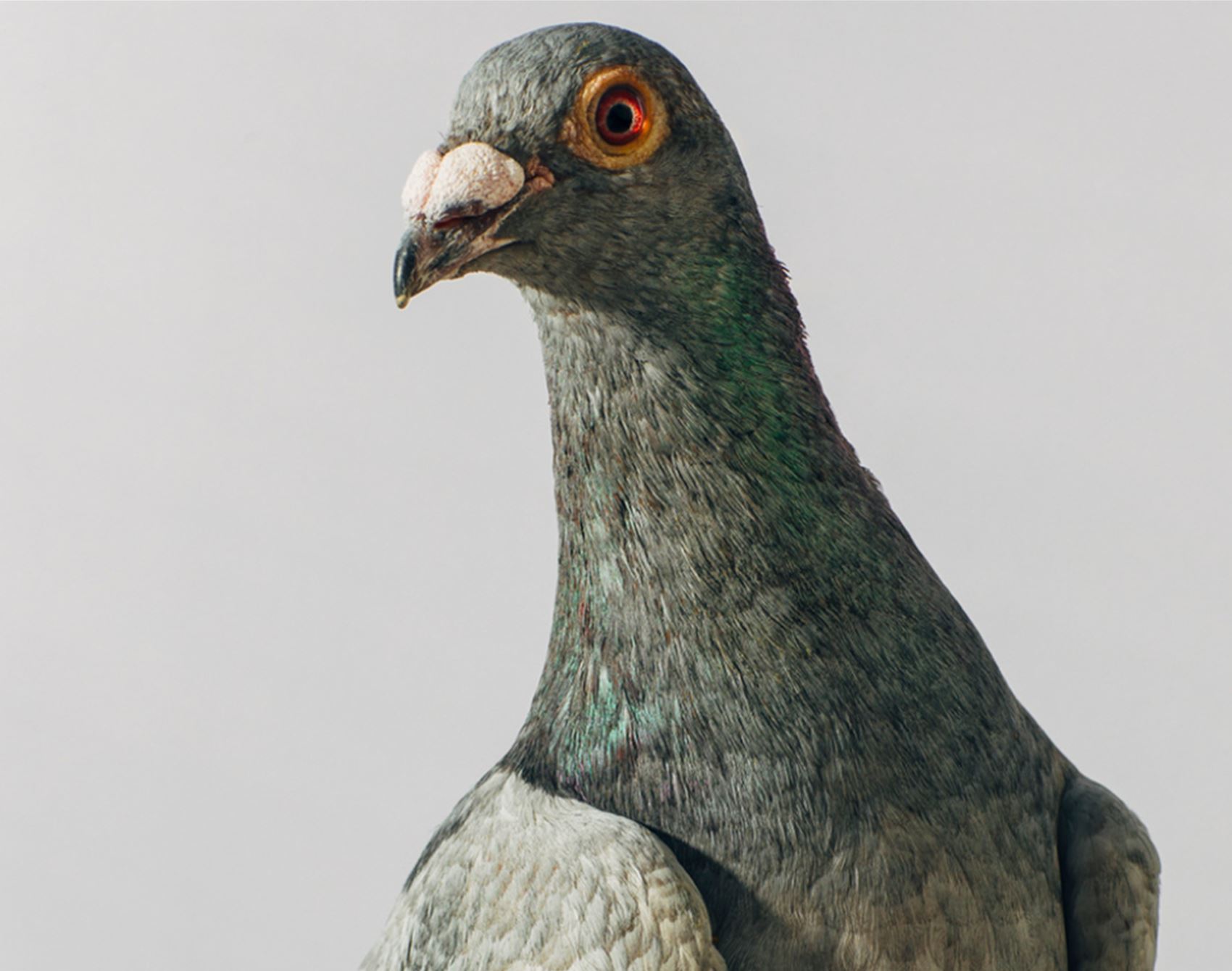 peep these fancy pigeon portraits