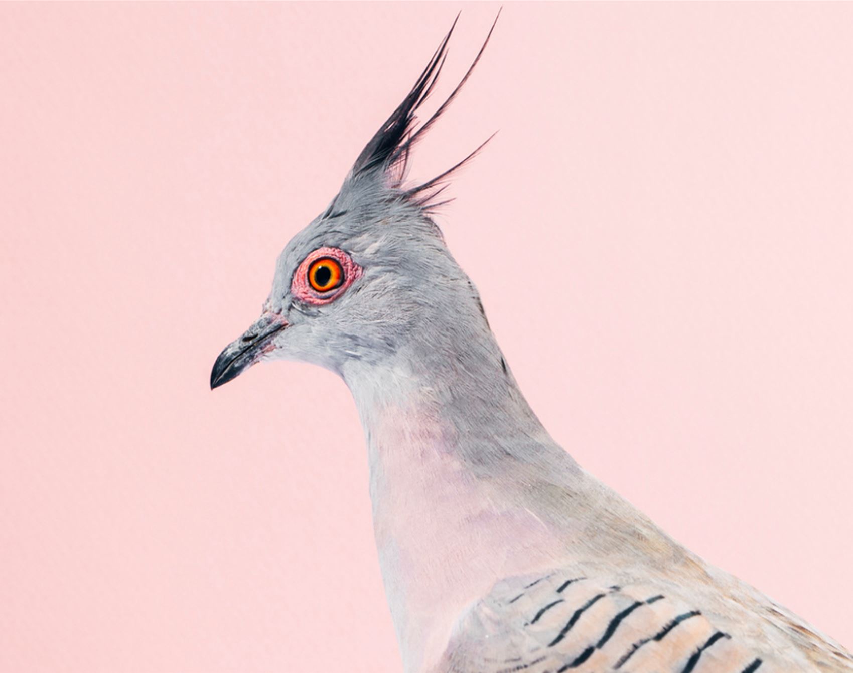 peep these fancy pigeon portraits