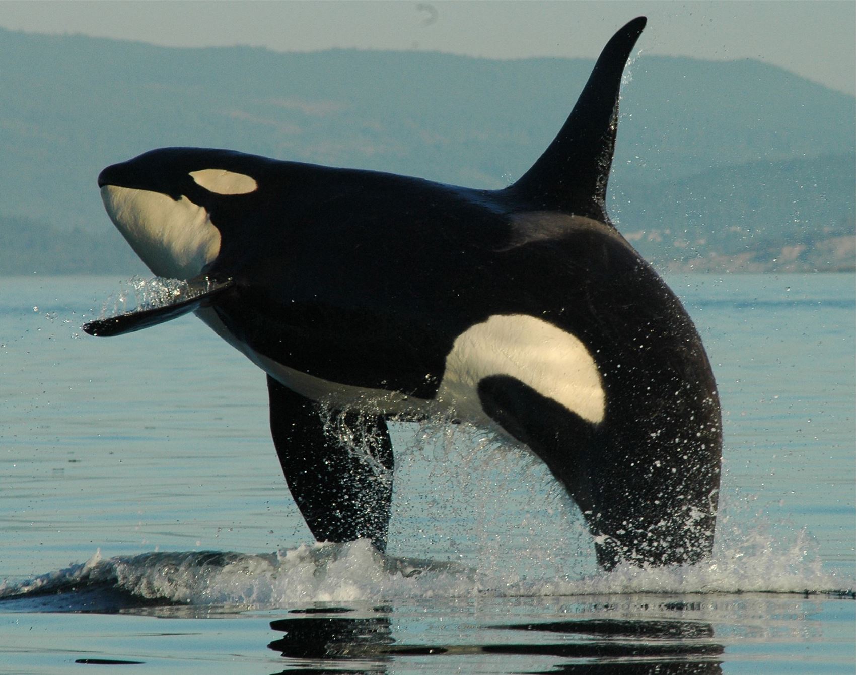 frankie's guide to a wild, weird and wonderful week in washington state