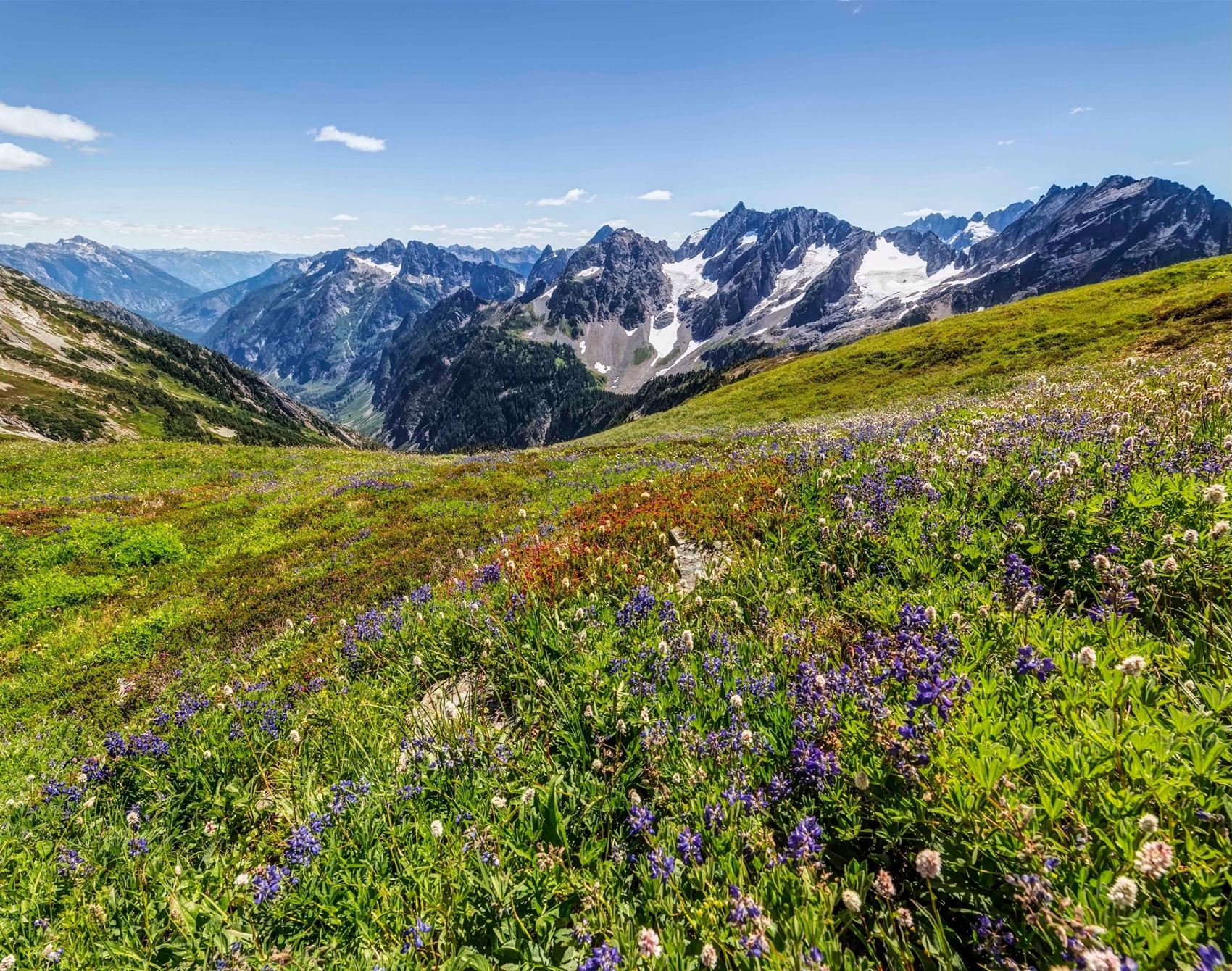 frankie's guide to a wild, weird and wonderful week in washington state