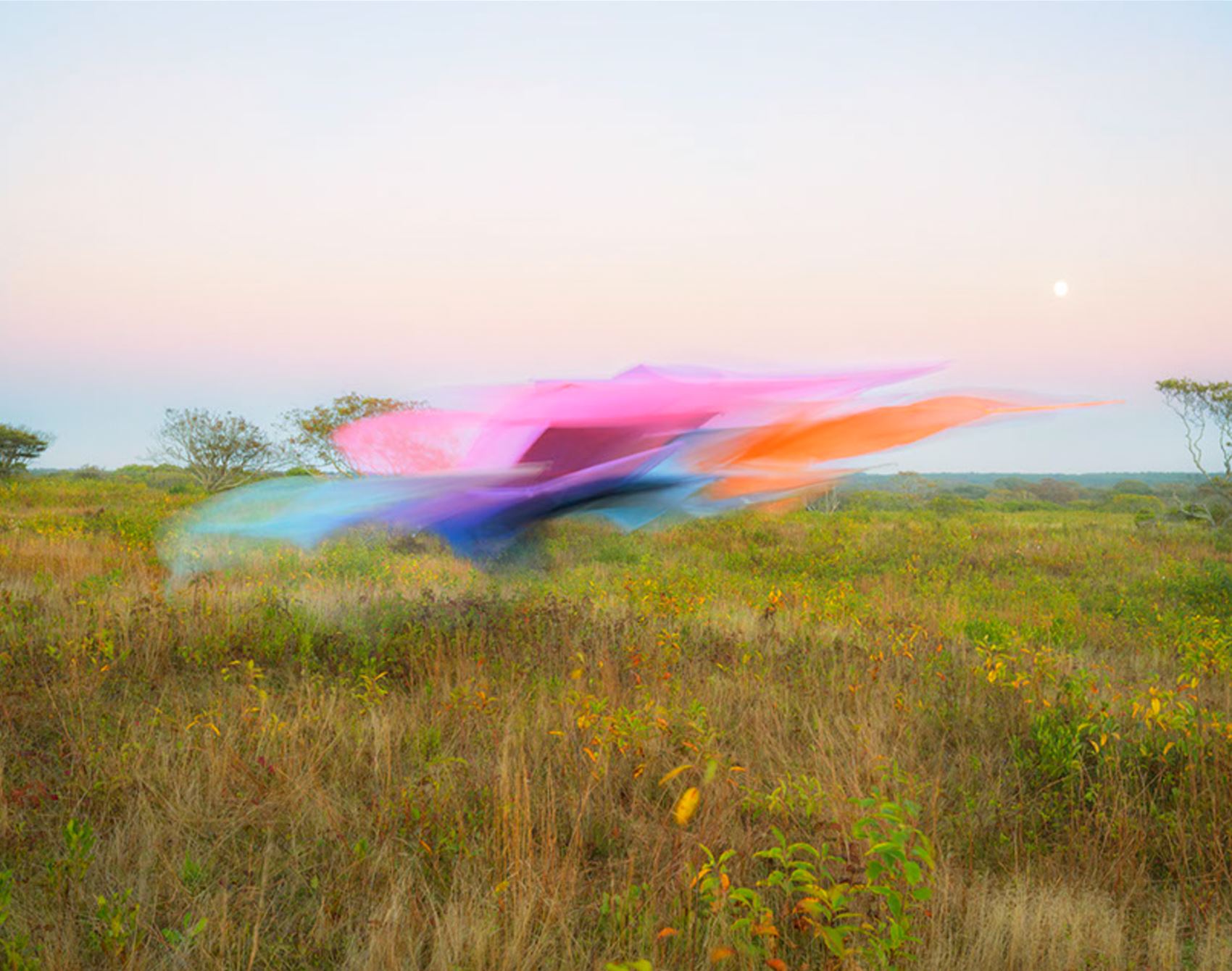 take a gander at thomas jackson’s floaty tulle snaps