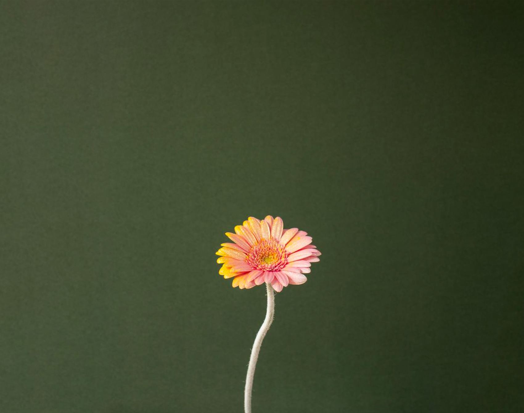 peep alessandra d’innella’s technicolour floral snaps
